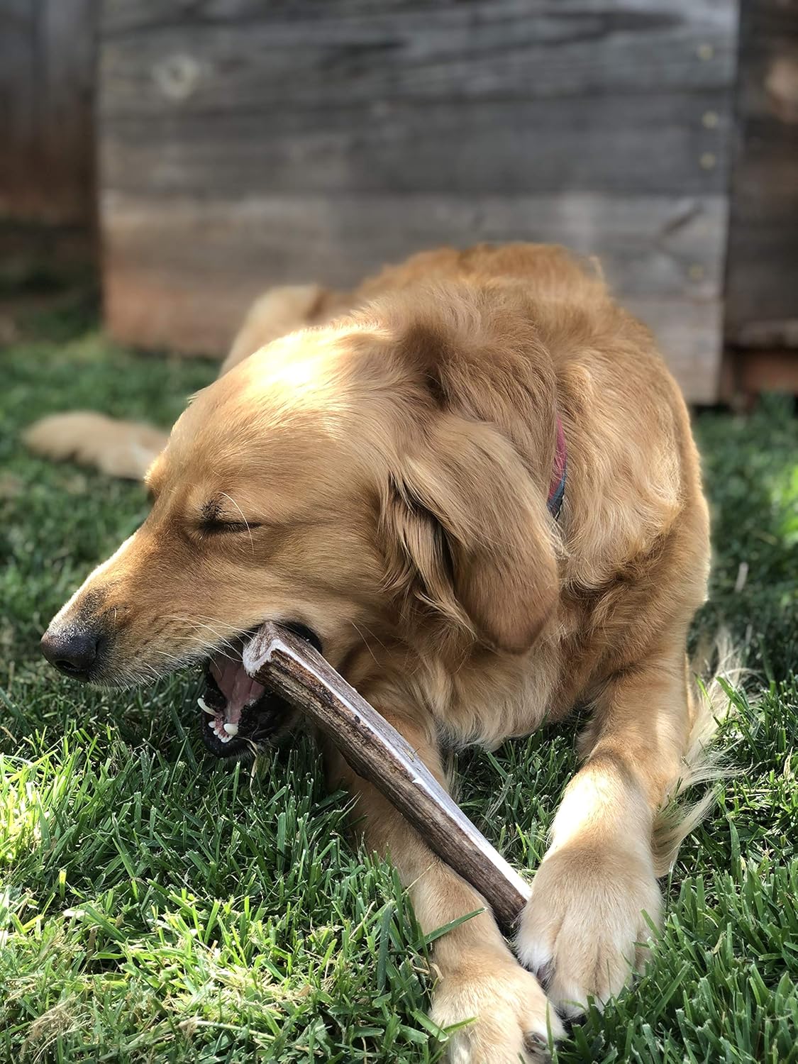 Perfect Pet Chews Split/Whole Elk Antler Combo Pack - Grade A, All Natural, Organic, and Long Lasting Treats - Made from Naturally Shed Antlers in The USA - Medium Treat - 2 Pack