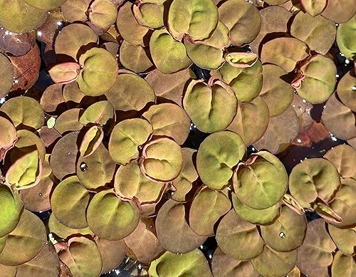 Huge Portion Red Root Floater Plants Lots of Leafs Phyllanthus