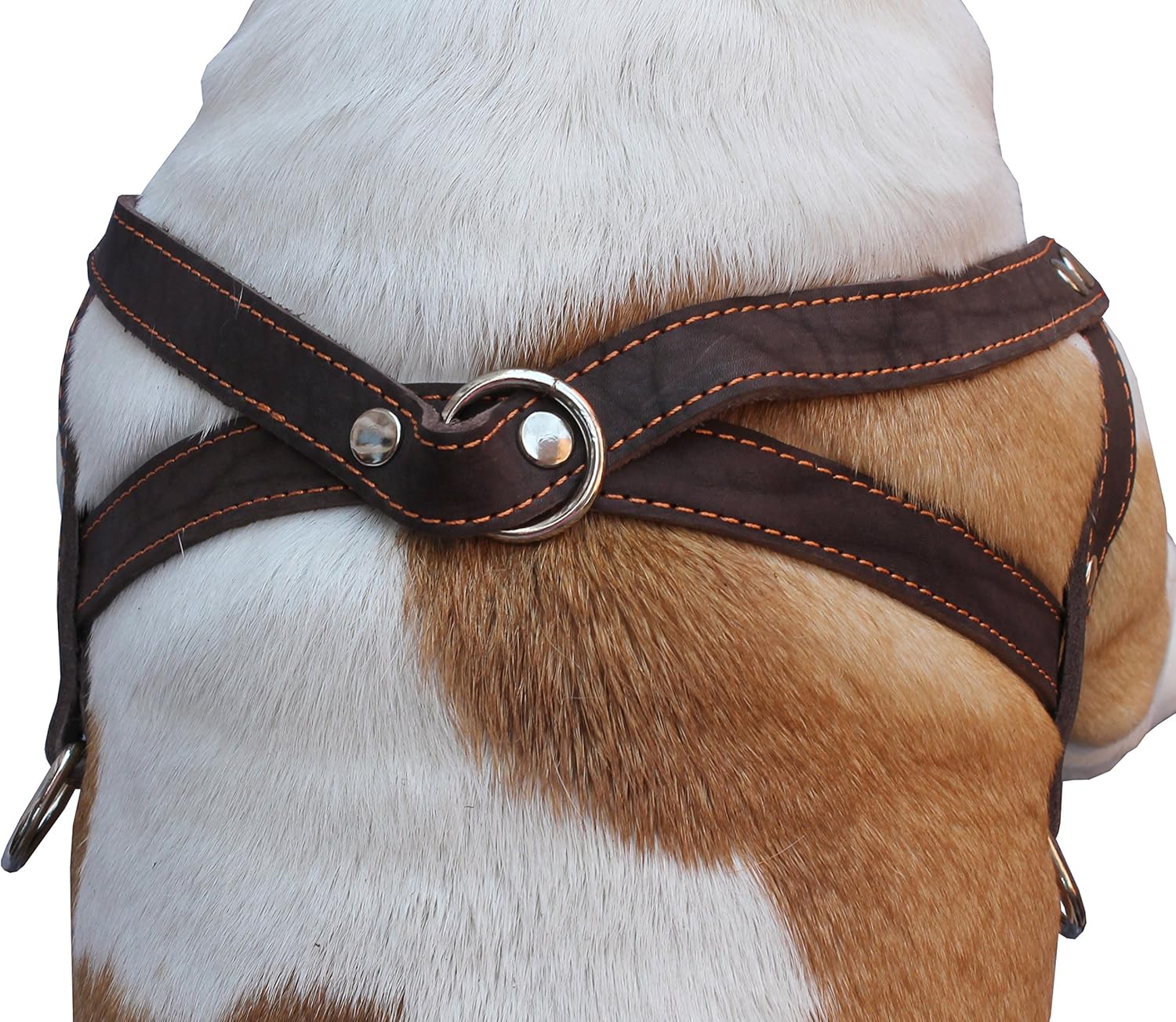 Genuine Brown Leather Dog Pulling Walking Harness Medium to Large. 25.5"-31" Chest, 1.5" Straps : Pet Halter Harnesses : Pet Supplies