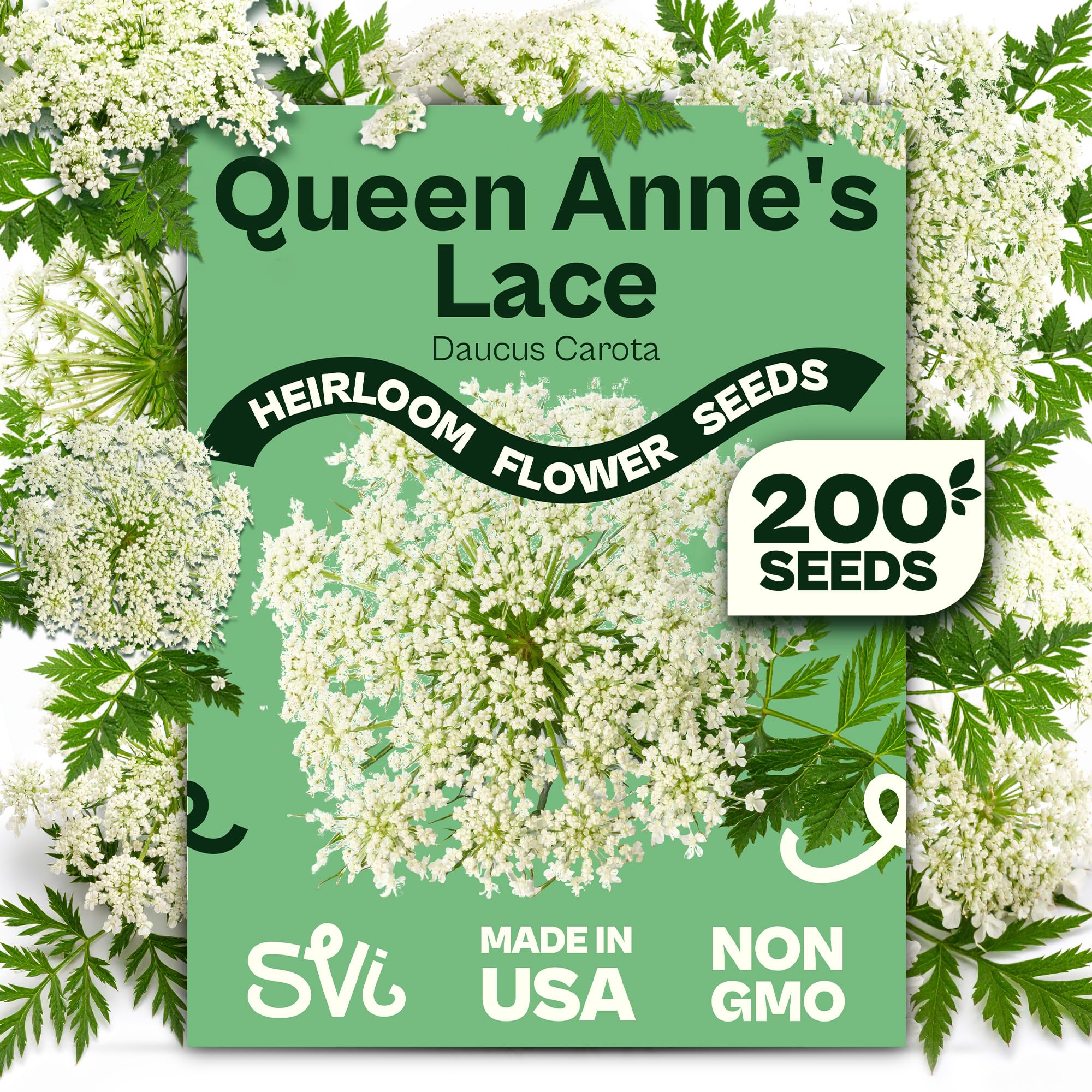 Amazon.com : SVI 900 Queen Anne's Lace Seeds for Planting