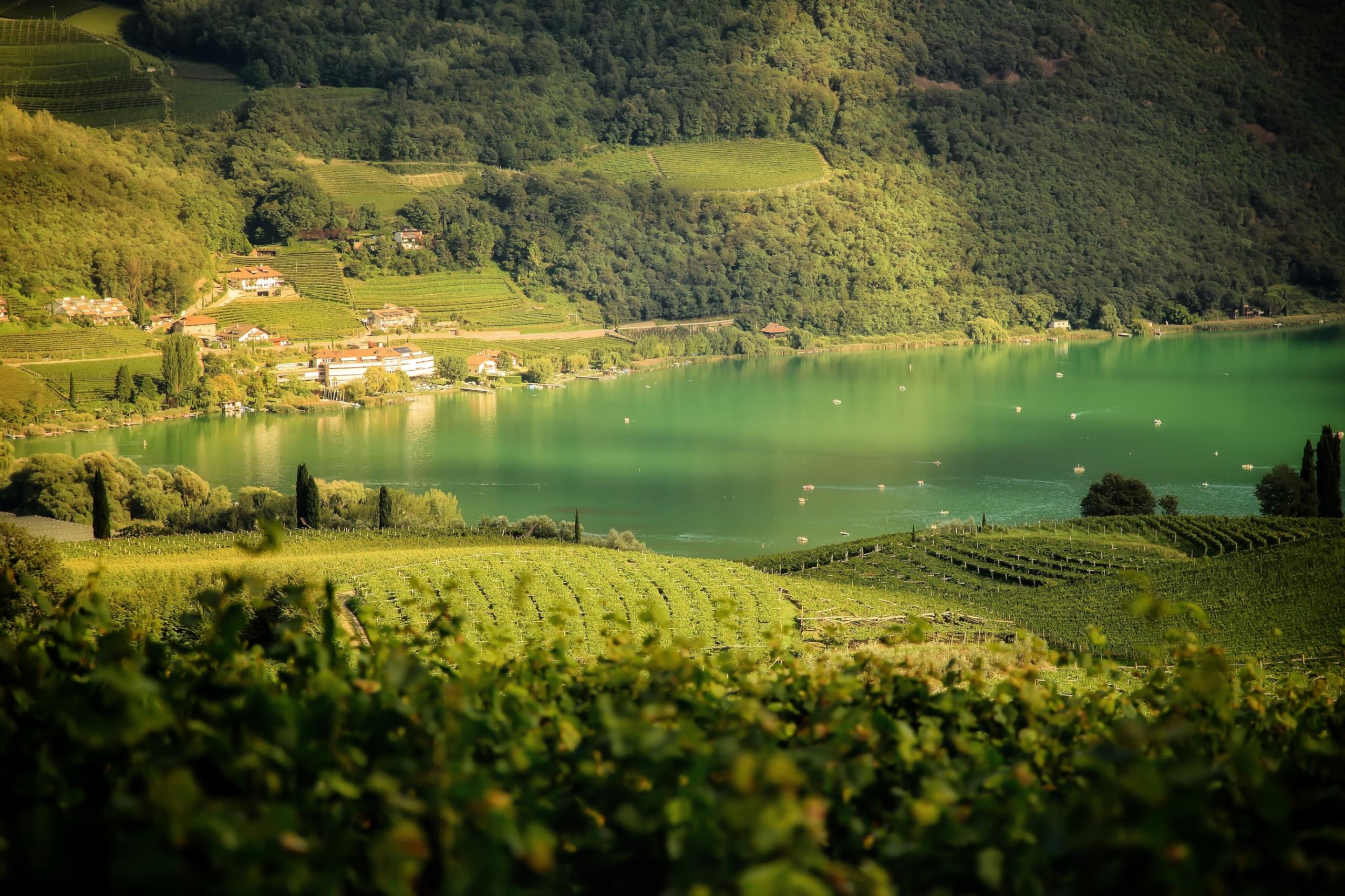 Kellerei Kaltern Gewürztraminer Südtirol trocken, 750ml (Packung mit 6)