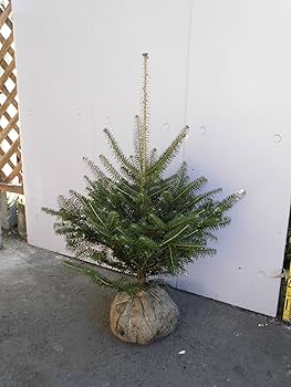 Amazon | 群馬県産 モミノキ 樹高0.9～1.0m 本物のクリスマス