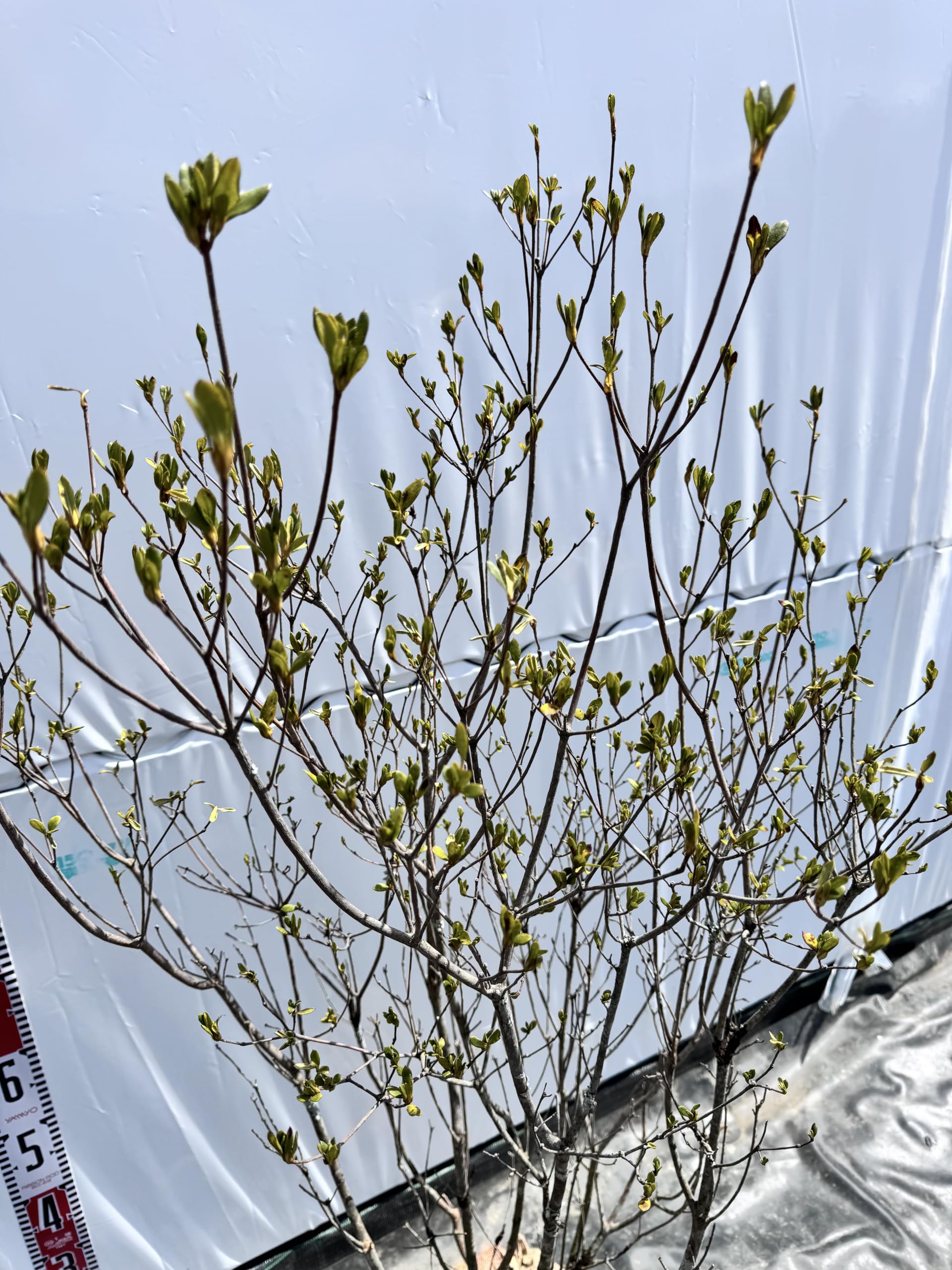 ヤマツツジ/白花【品番3293】 hyamashiro01.jpg