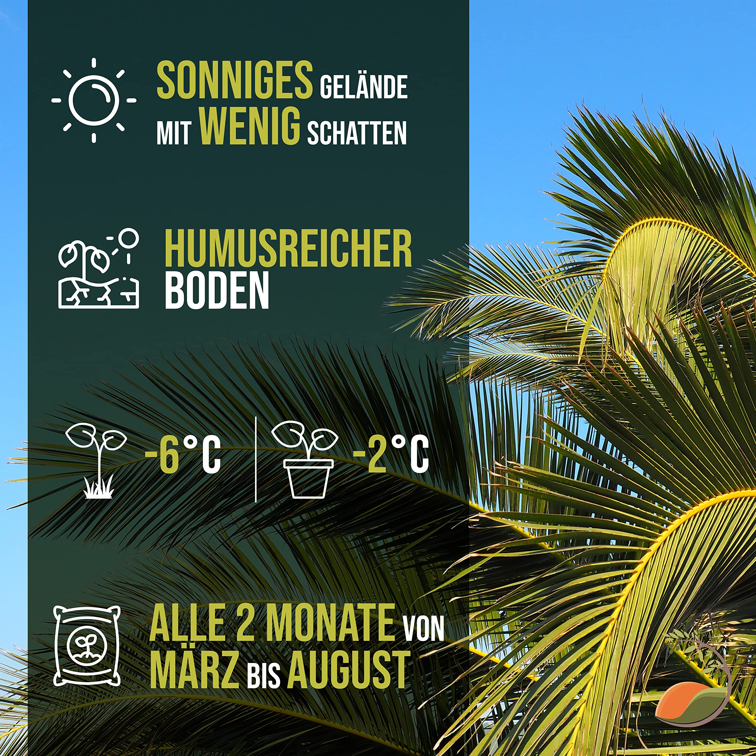 Tropictrees Phönix canariensis | Hauteur 160cm | Palmier dattier | Résistant au froid | Palmier phénix | Plante verte extérieure | dattier des Canaries | palmier exterieur