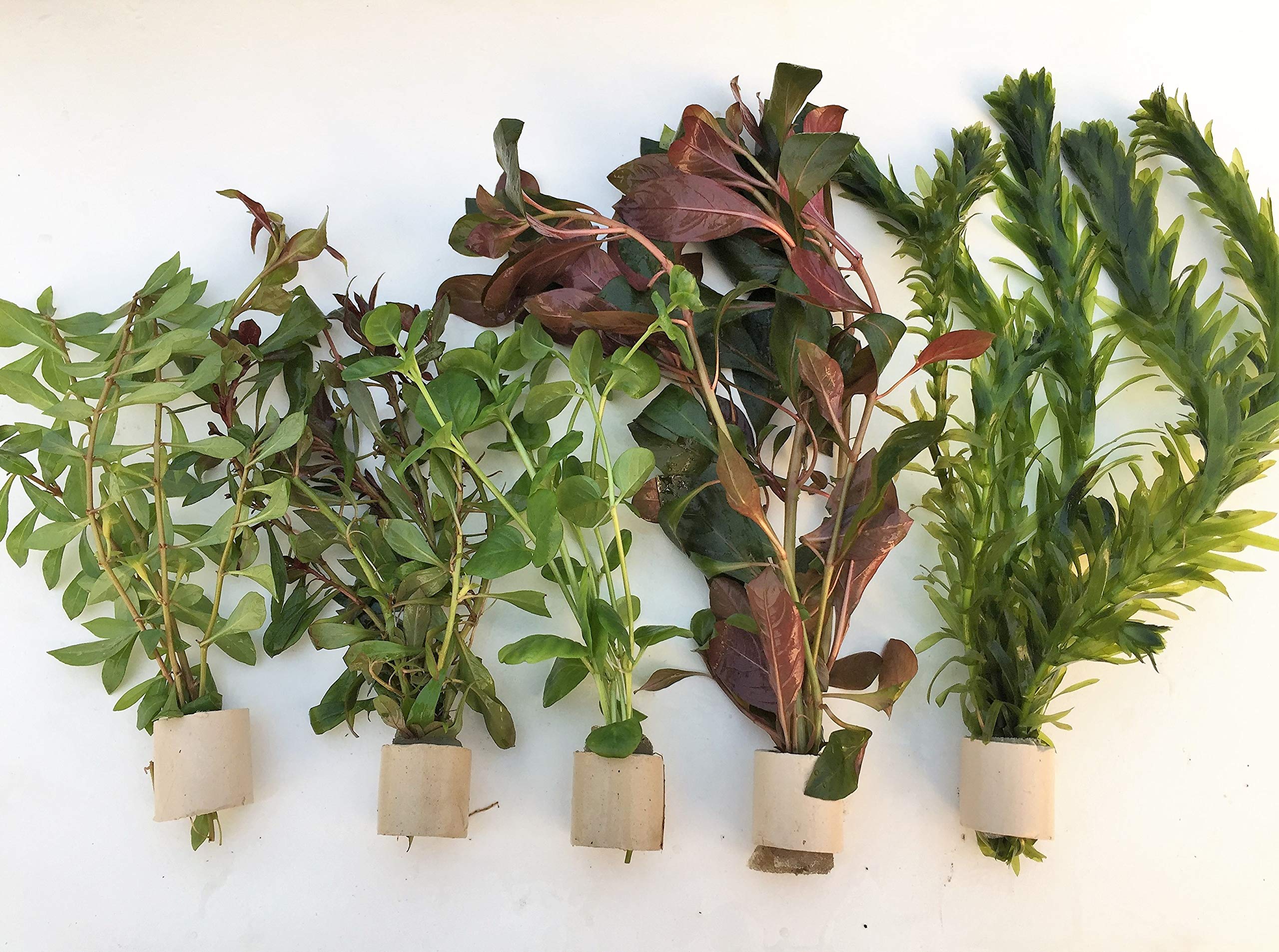 Juego de iniciación para plantas de acuario de hasta 200 litros, 8 macetas, 12 trastes de plantas acuáticas
