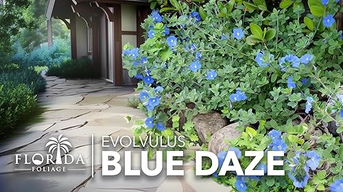 Miniatura 9 de Blue Daze  20 plantas vivas  Evolvulus glomeratus  Cubierta del suelo tolerante al calor  Planta con flores durante todo el año para jardines y