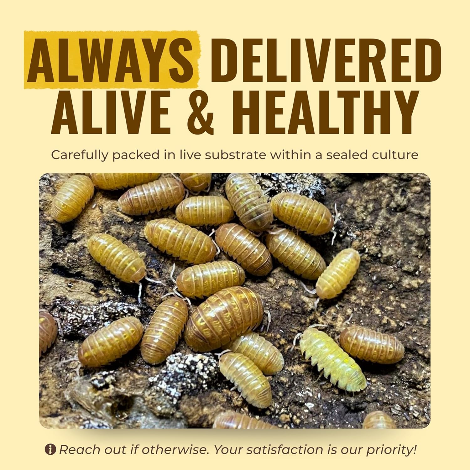 Creation Cultivated 12+ T+ Albino Armadillidium vulgare Isopods Live - Live Bugs for Bioactive Terrarium, Vivarium Clean-up Crews, and Reptile Food - Easy-Care Isopods for Terrarium