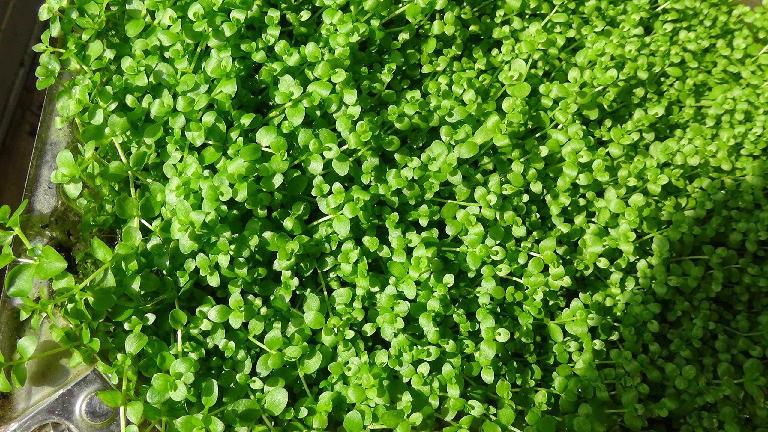 Micranthemum Monte Carlo - Planted Aquarium Plant