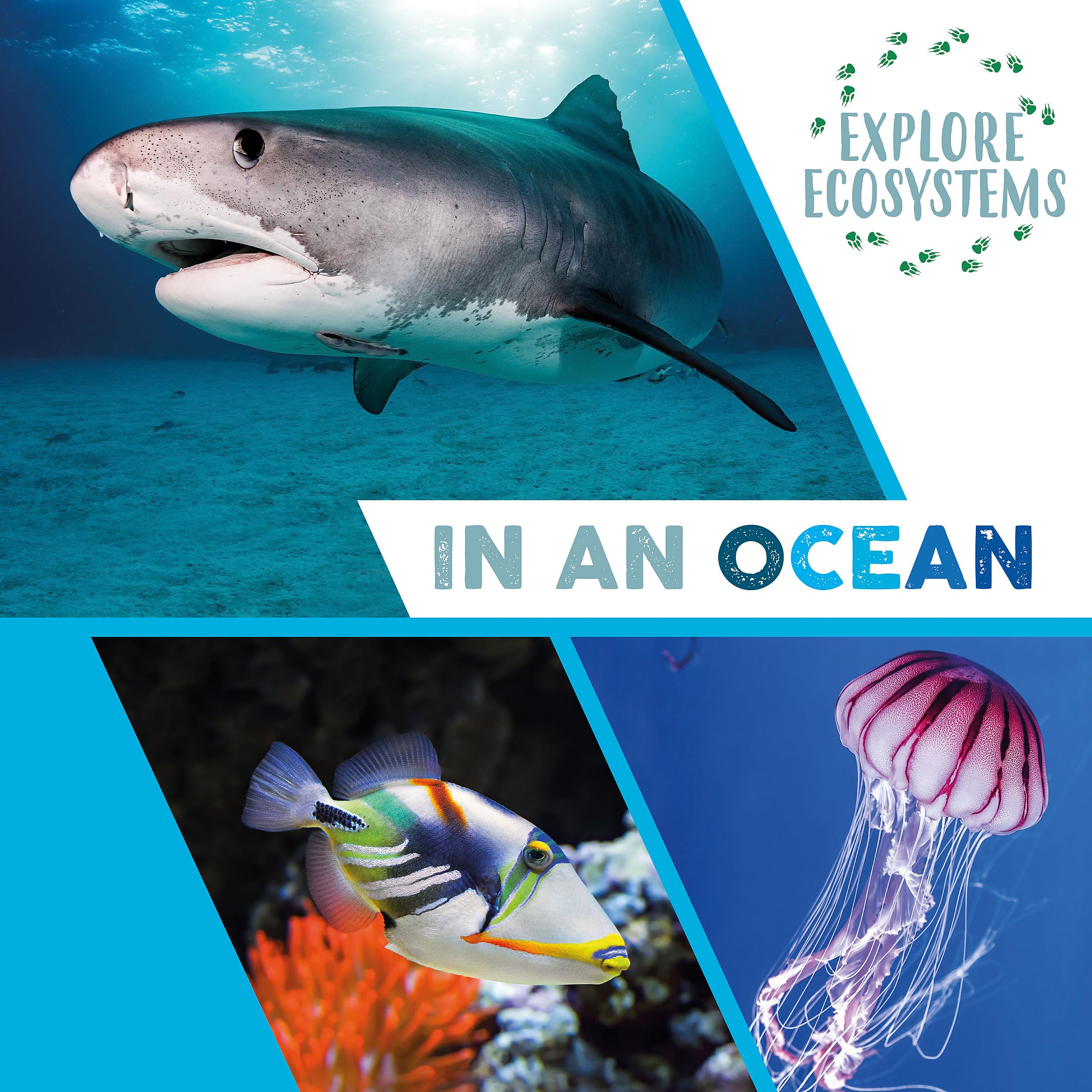 Explore Ecosystems: In an Ocean by Sarah Ridley PAPERBACK 9781526322289