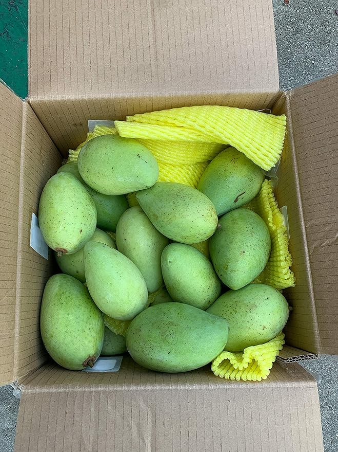 お年玉セール特価】 クール便 キーツマンゴー 摘果マンゴー グリーン