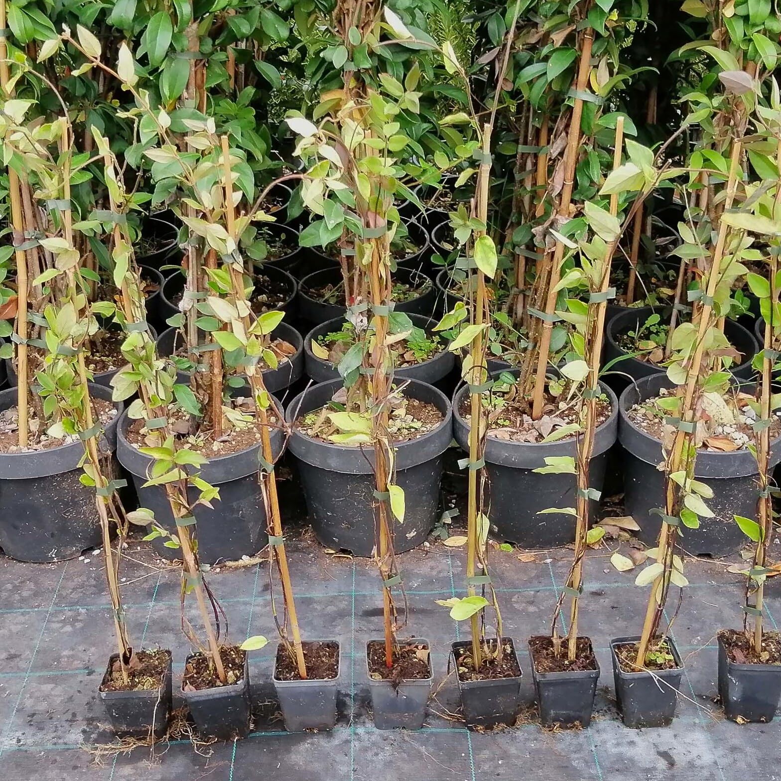 Lonicera Japonica Chinensis, Caprifoglio, confezione da 2 piante, altezza 40/60 cm, vaso Ø8