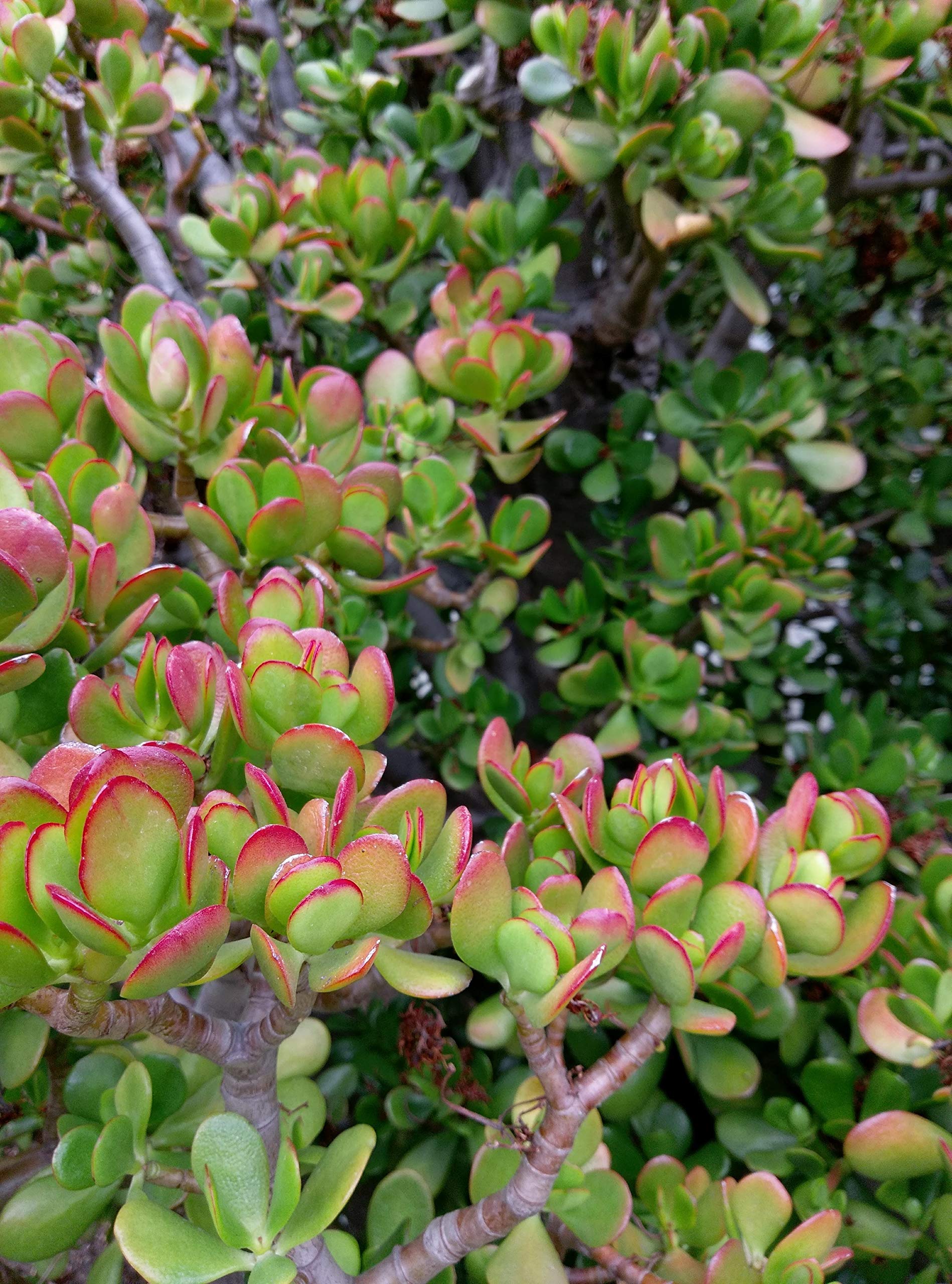 pig's ear succulent plant Cotyledon 