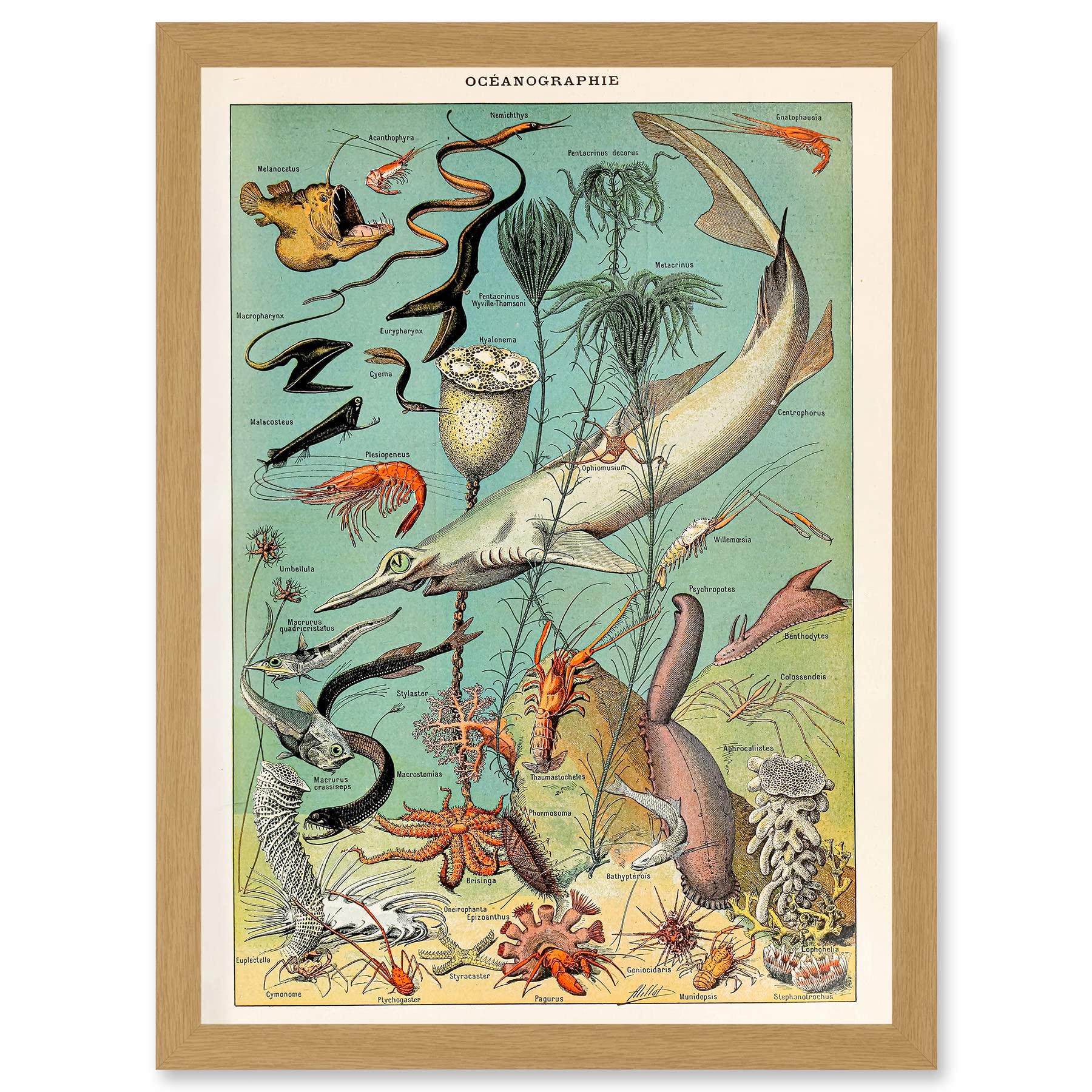 Artery8 Millot Encyclopedia vintage Ocean Fish Shark Prawns Nature Artwork Framed Wall Art Print A4