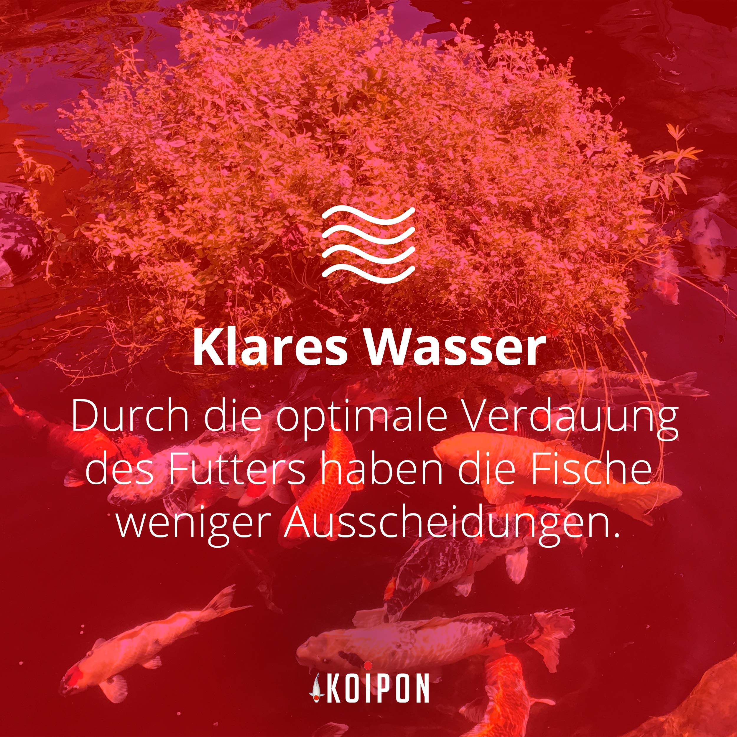 KOIPON Condition Koifutter 3,5 kg 6 mm Frühjahr & Herbst, schwimmend | Leicht verdauliches Frühjahrs- & Herbstfutter, schwimmende Pellets – für japanische Koi, auch für Goldfische