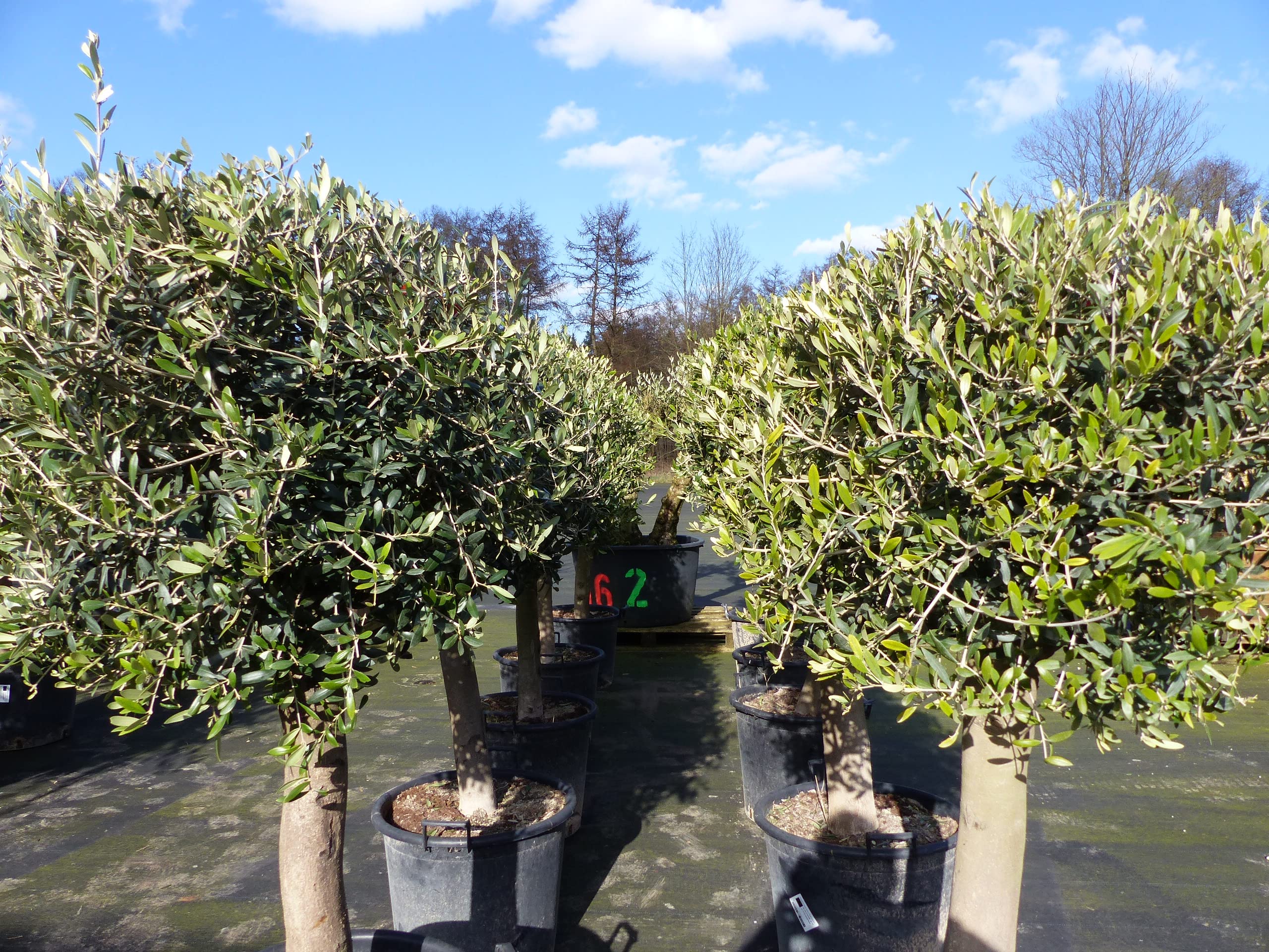 gruenwaren jakubik Kugel Olivenbaum 160-170 cm, Olive winterhart,  Formschnitt Formgehlz : Amazon.de: Garten