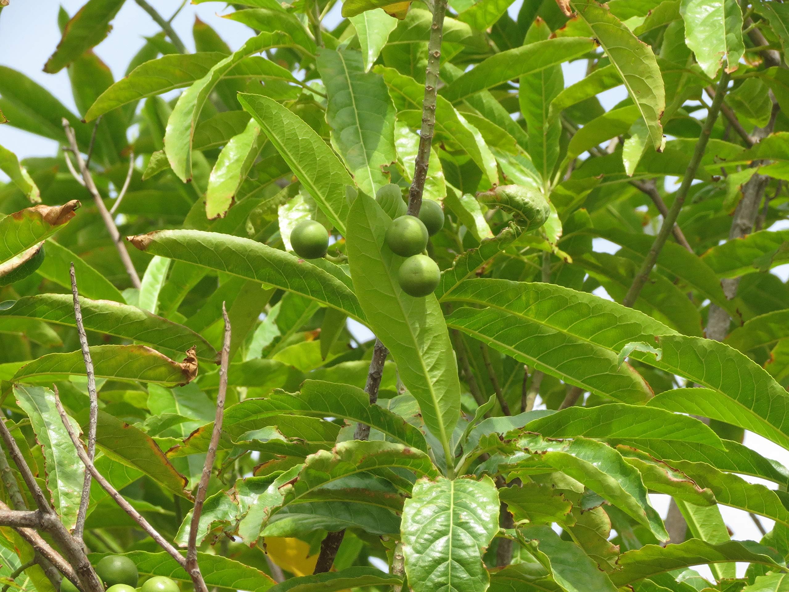 Nelesa Gardening Live Rudraksha Rudraksh Plant