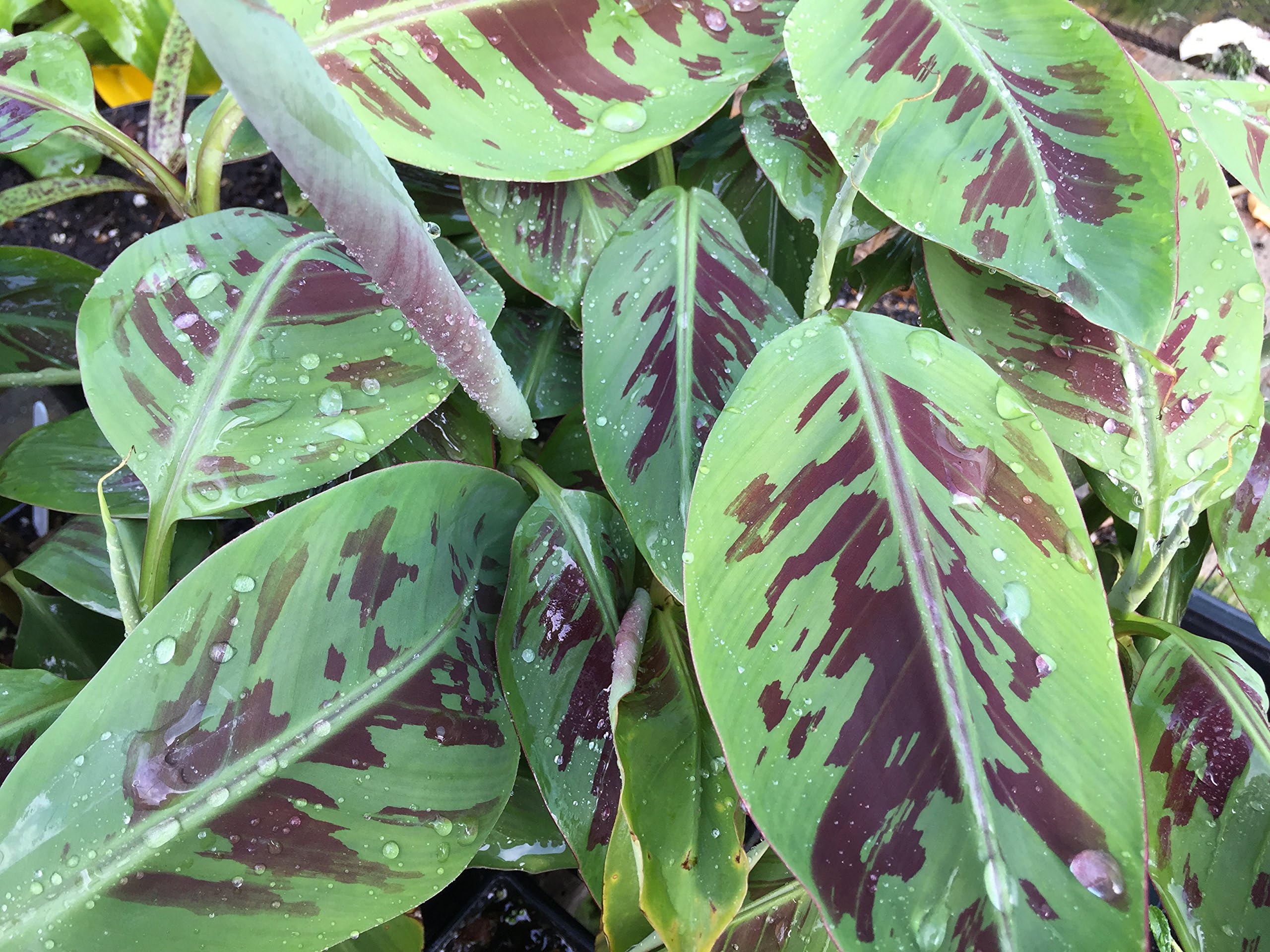 Musa Sumatrana X Cross Live Banana Plant Fruit Tree Rare FHN