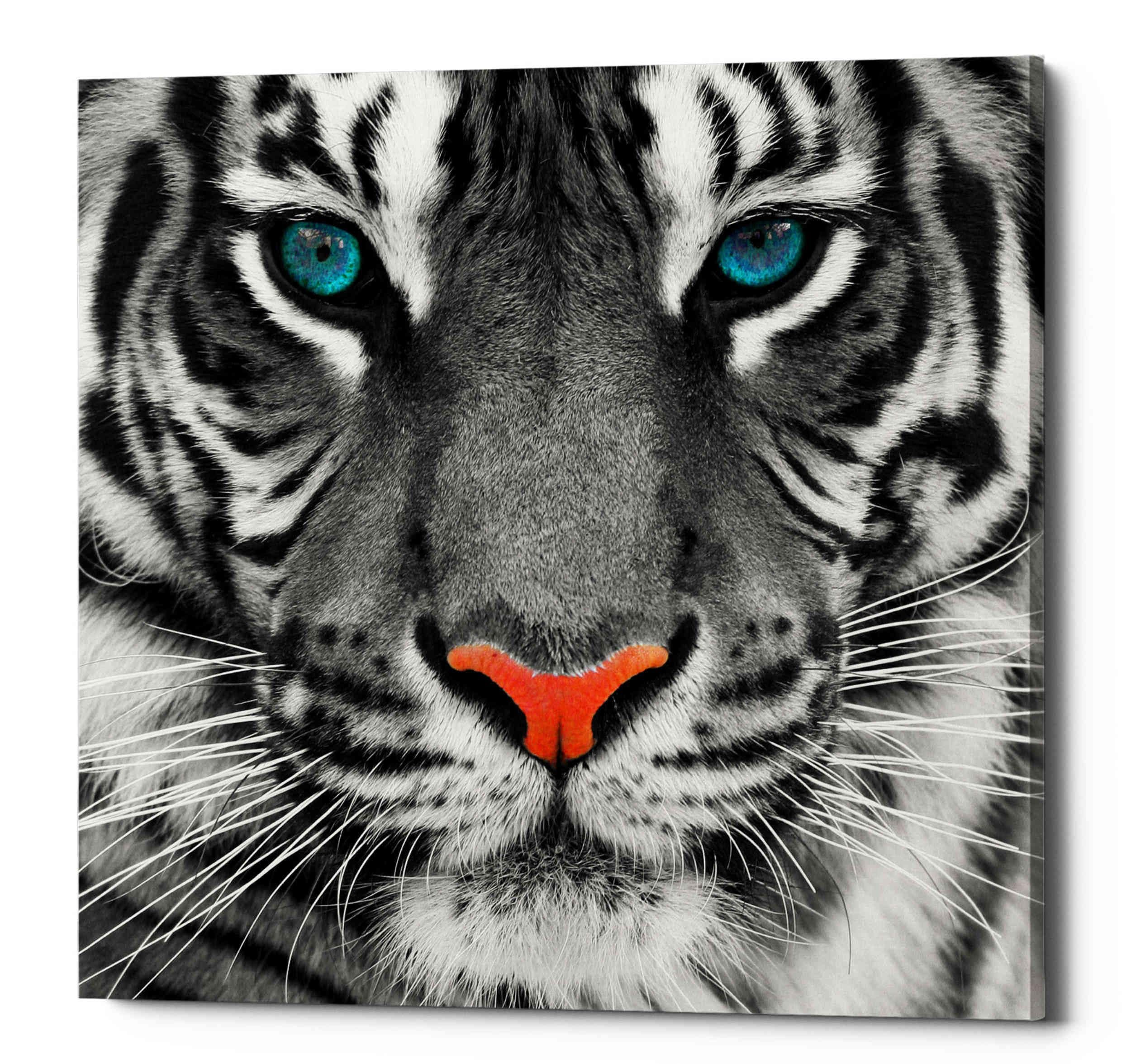 Epic Graffiti 'Thrill of the Tiger' Canvas Wall Art, 26