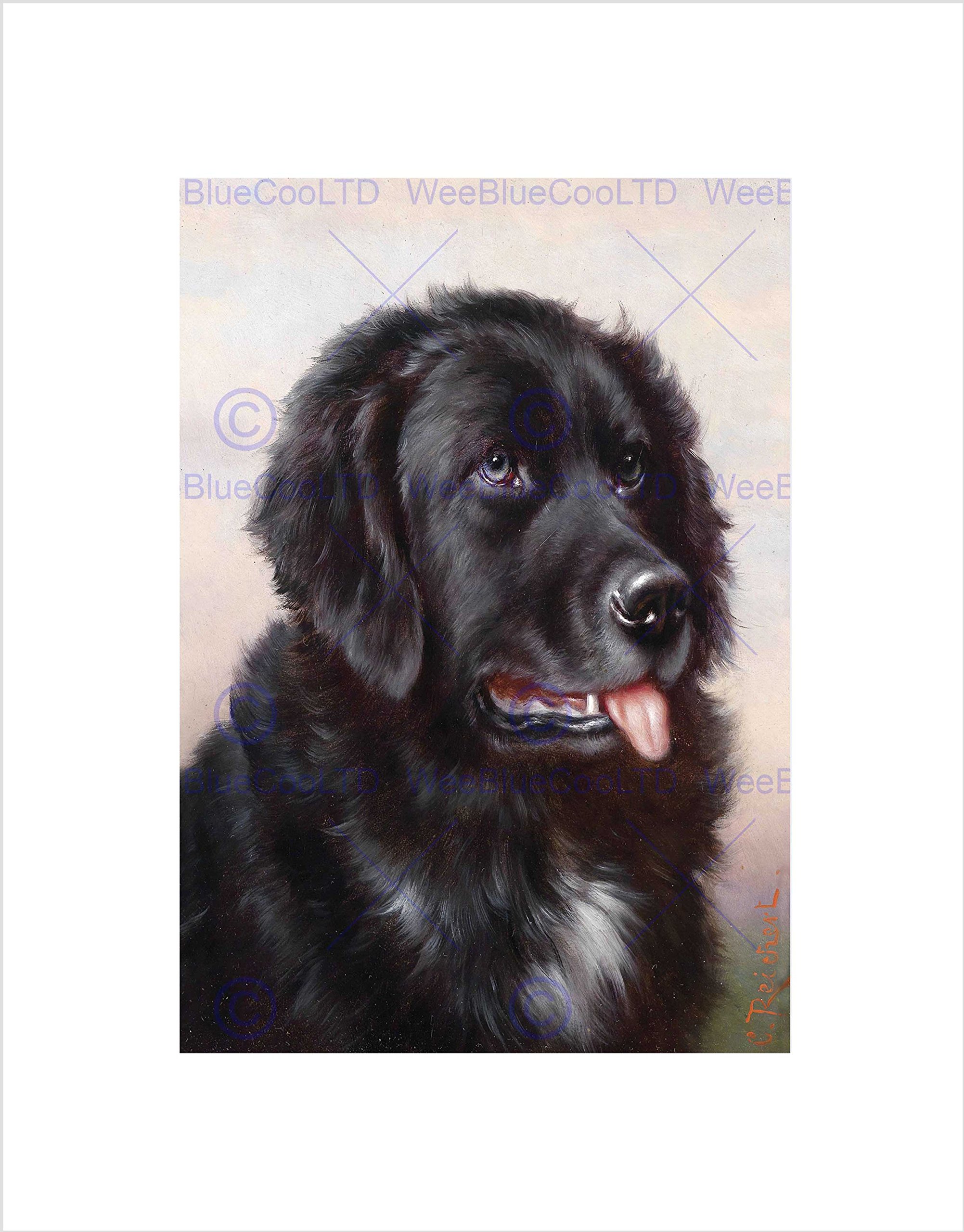Wee Blue Coo Painting Animal Reichert Newfoundland Dog Hound Wall Art Print