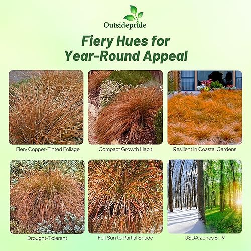 Miniatura 2 de Outsidepride - 200 semillas de la hierba ornamental perenne carex (Carex testacea Prairie Fire) para sembrar