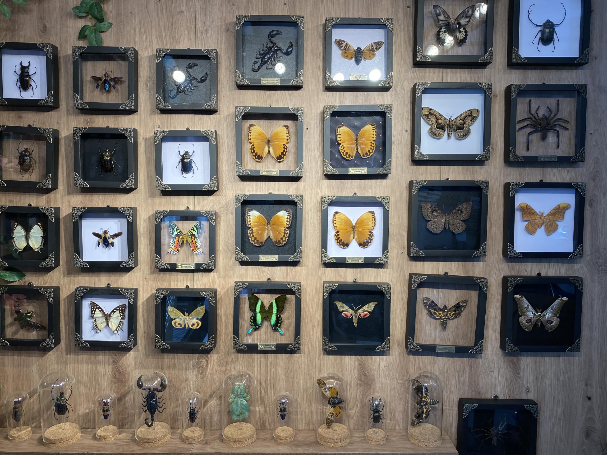 Marco de rombo negro de mariposa real, hecho a mano, caja de sombra de escarabajo, espécimen de insectos, entomología única, rarezas, colección de taxidermia, obra de arte de mesa, decoración del
