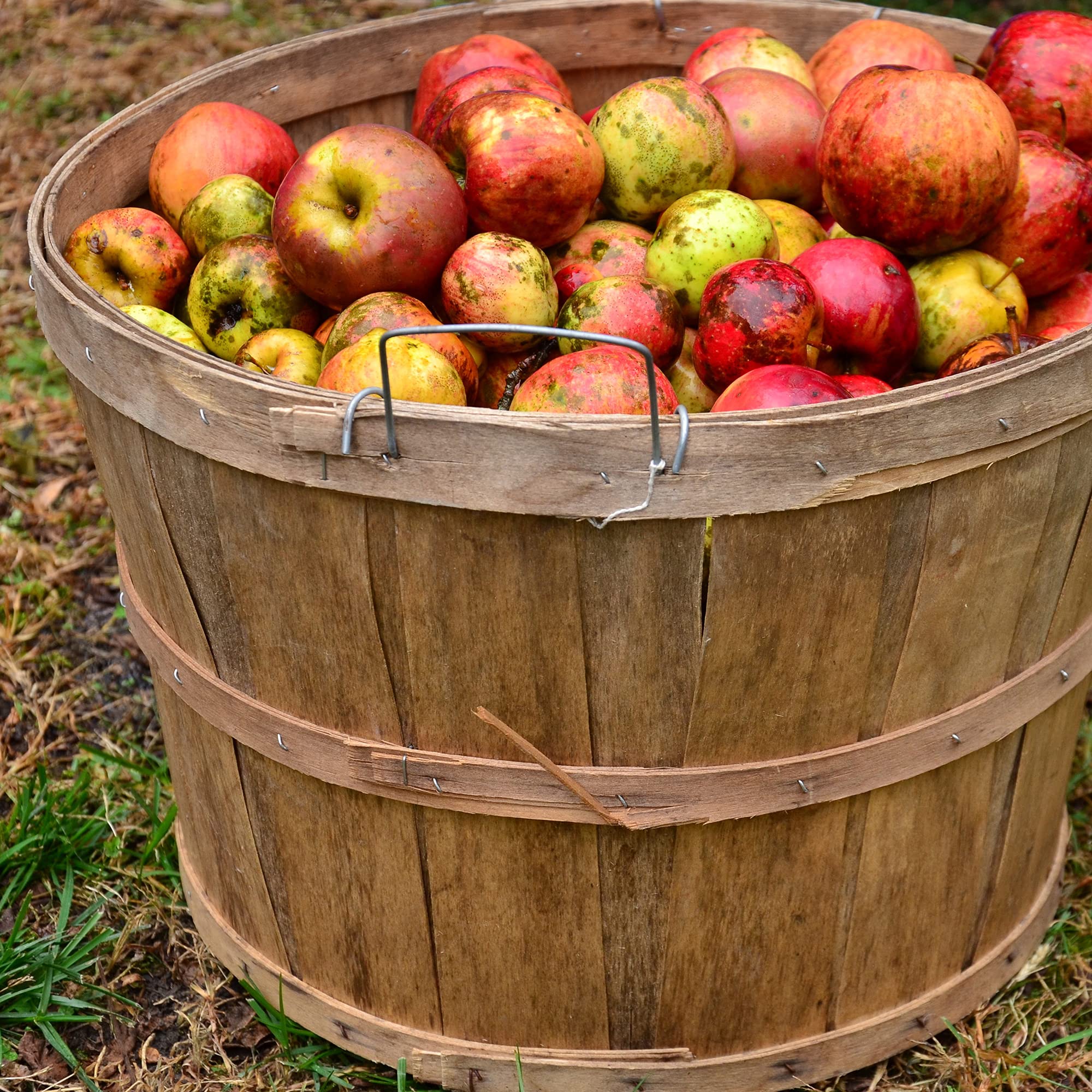 Browin 400040 Set for Cider 20 L, Un Set Completo per Fare Il Sidro in casa, Perfetto Come Regalo