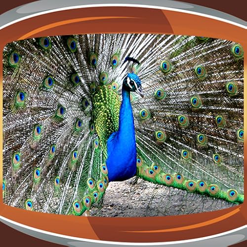 Peacock Live Wallpapers - //medicalbooks.filipinodoctors.org