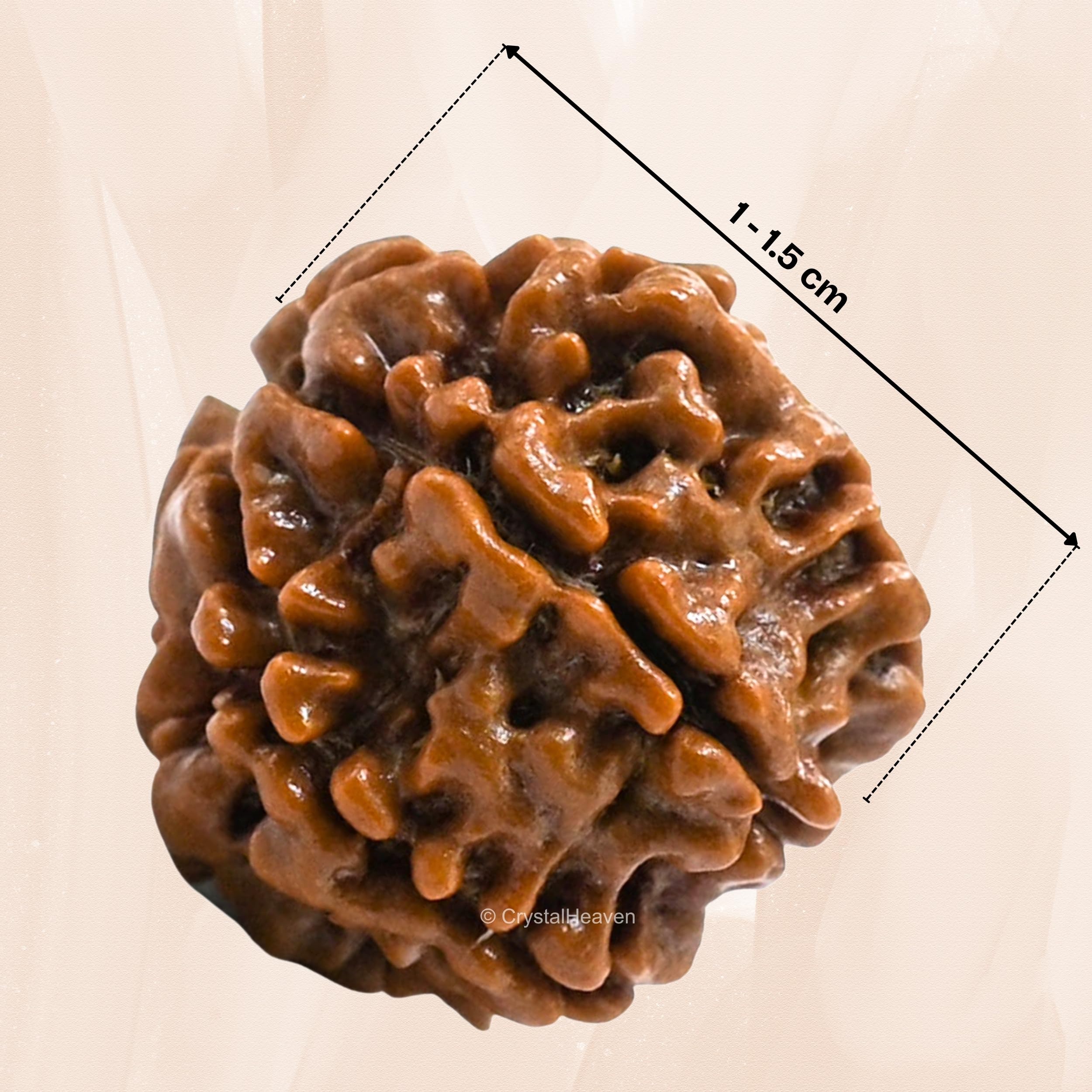 7 Mukhi Rudraksha Original Certified Bead 4