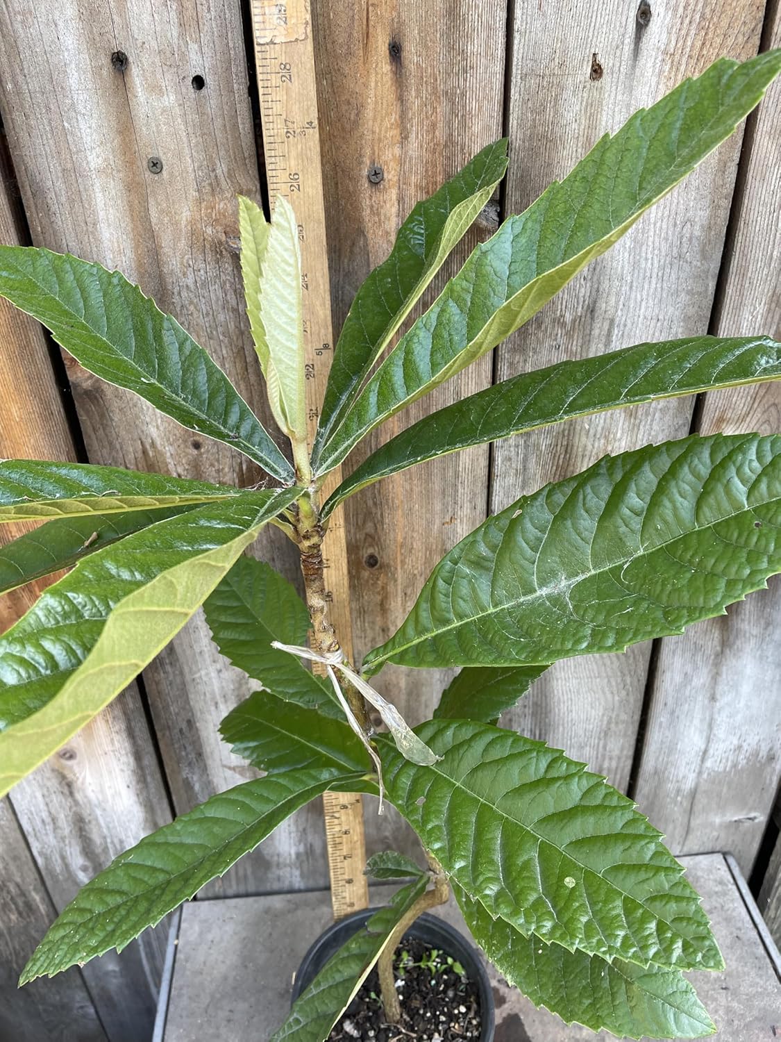Sale! 1 Grafted Perennial Golden Loquat Fruit Live Seedling Tree,Japanese Plump Live Tree App. 30"