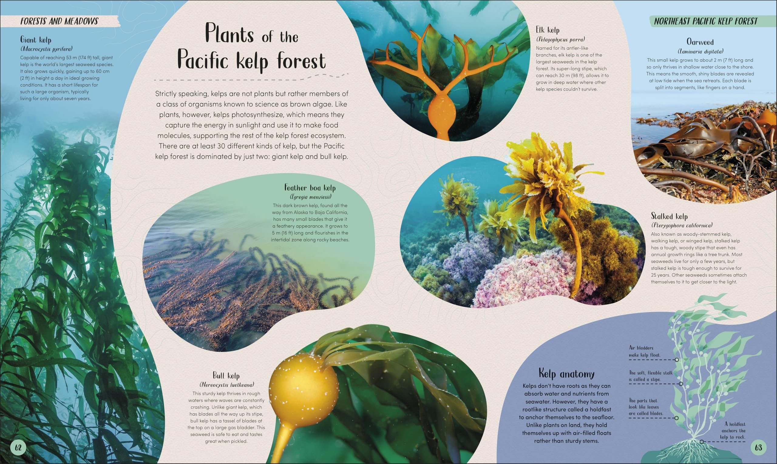 Ocean: Dive in and Discover the World Beneath the Waves (Earth's Incredible Habitats)