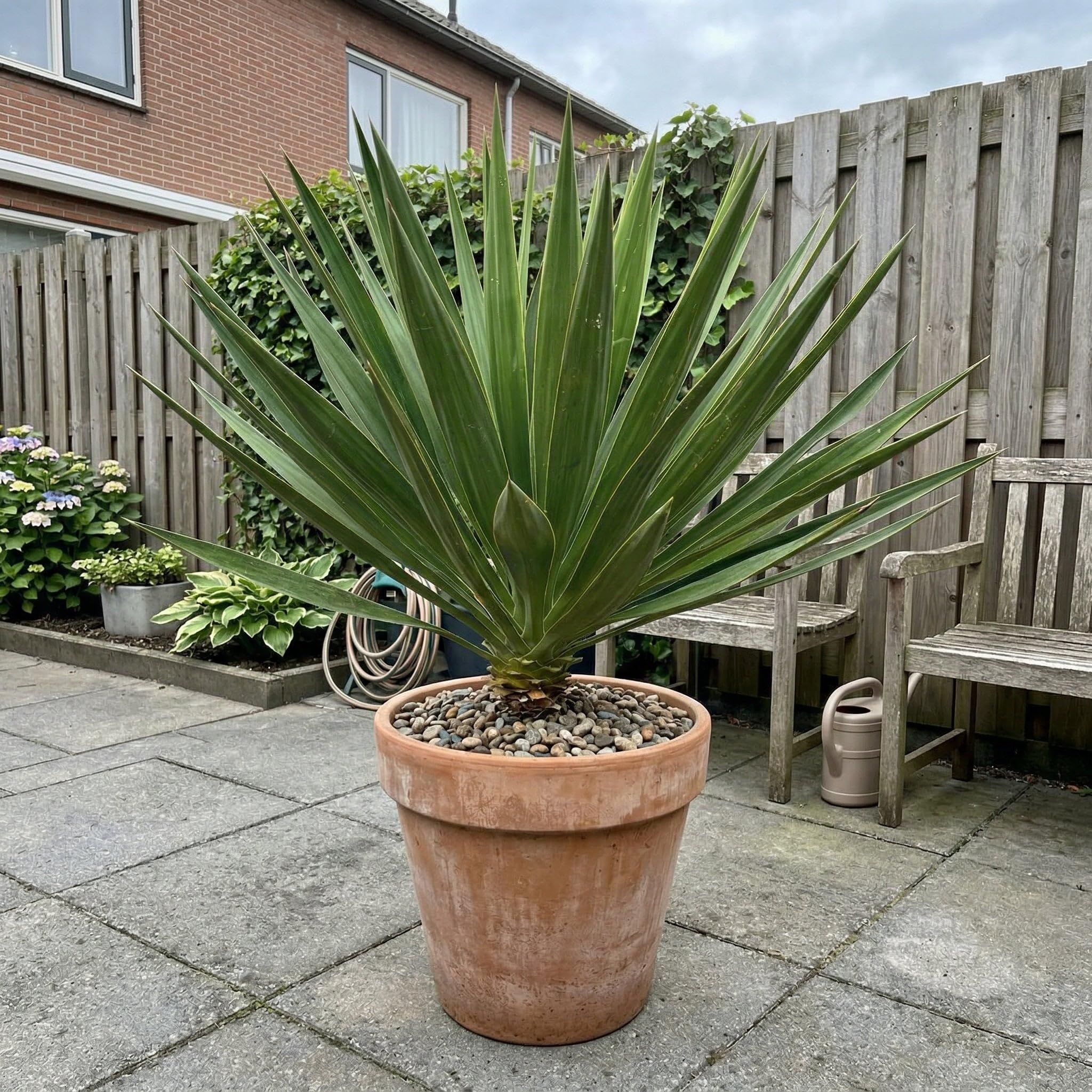 Trendyplants - Yucca Gloriosa - Gartenpflanze - Höhe 70-90 cm - Topfgröße Ø24cm