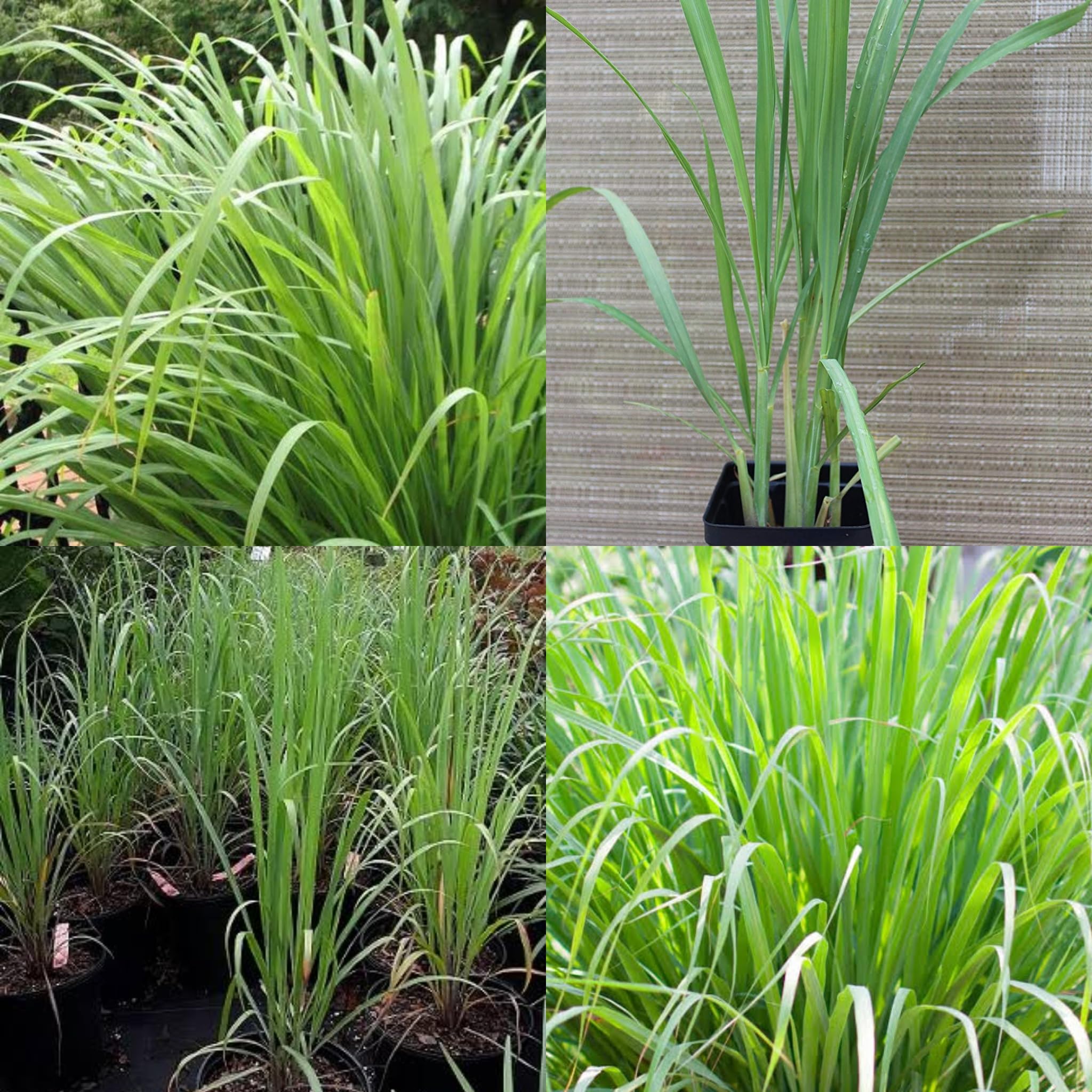 SISA GARDEN || Medicinal Plants to keep at your Home Always (Lemon grass plant) (B0CDXCR4TB) Amazon Price History, Amazon Price Tracker