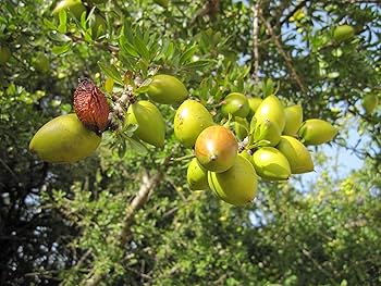 ローズ ド マラケシュ ヘアコンディショナー シャンプー＆コンディショナー|ヘアケア| ローズ ド マラケシュ