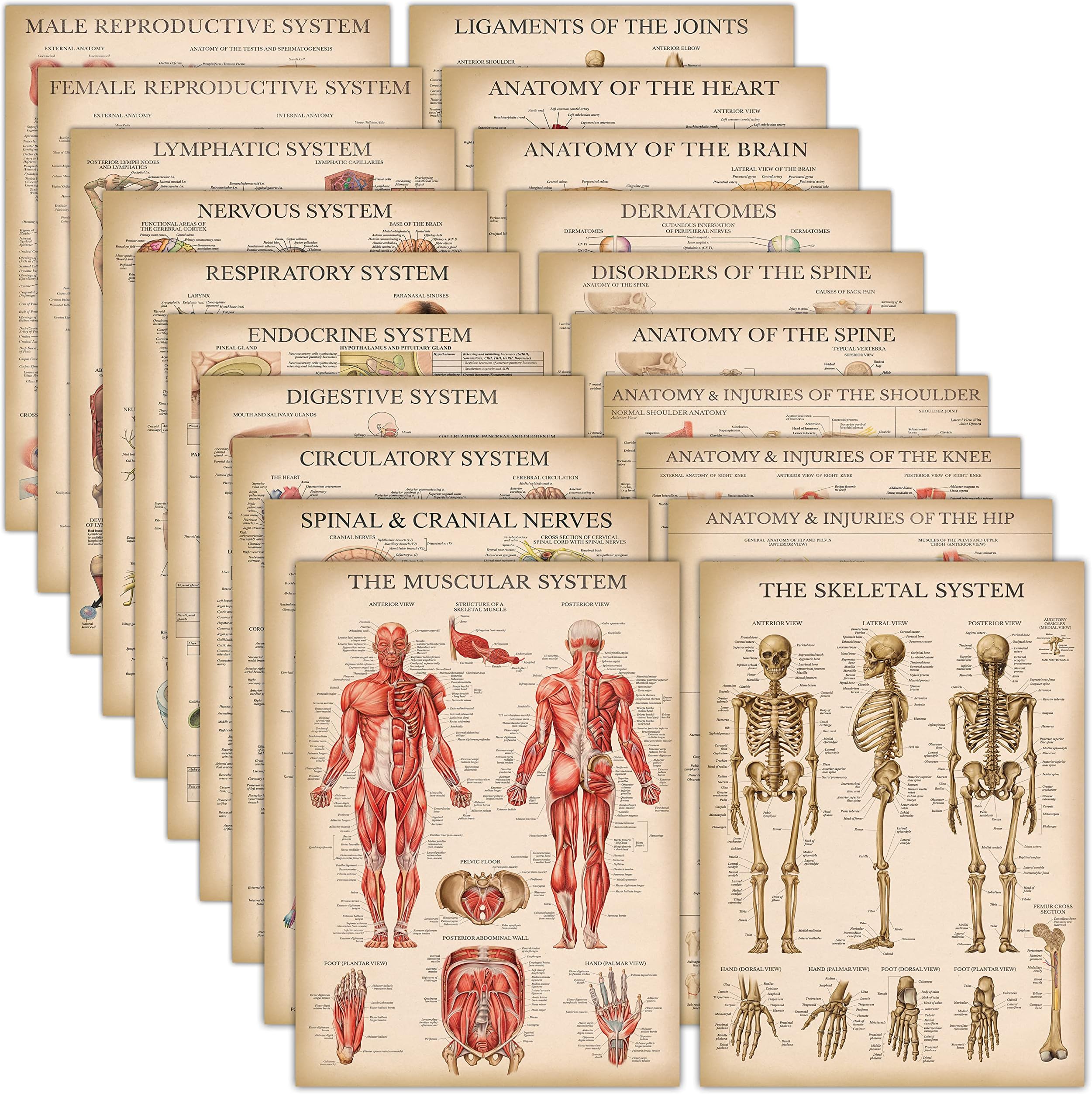 20 Pack - Vintage Anatomy Posters - Laminated - Muscular, Skeletal, Digestive, Respiratory, Circulatory, Endocrine, Lymphatic, Male & Female, Nervous, Spinal Nerves, Anatomical Charts - 18" x 24"