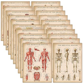 20 Pack - Vintage Anatomy Posters - Laminated - Muscular, Skeletal, Digestive, Respiratory, Circulatory, Endocrine, Lymphatic, Male & Female, Nervous, Spinal Nerves, Anatomical Charts - 18