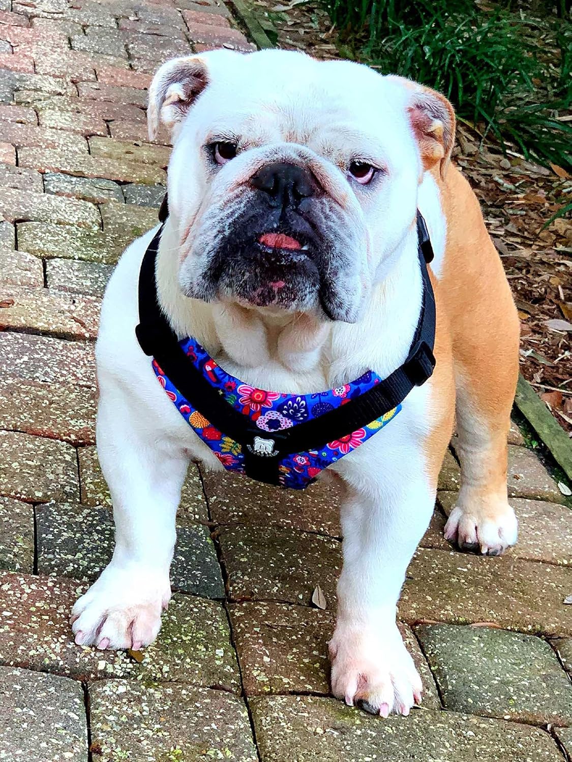 No-Pull Harness for English & French Bulldogs - Adjustable Wide-Chest Fit, Reflective Vest with Control Handle (Frisky Flowers, Medium)