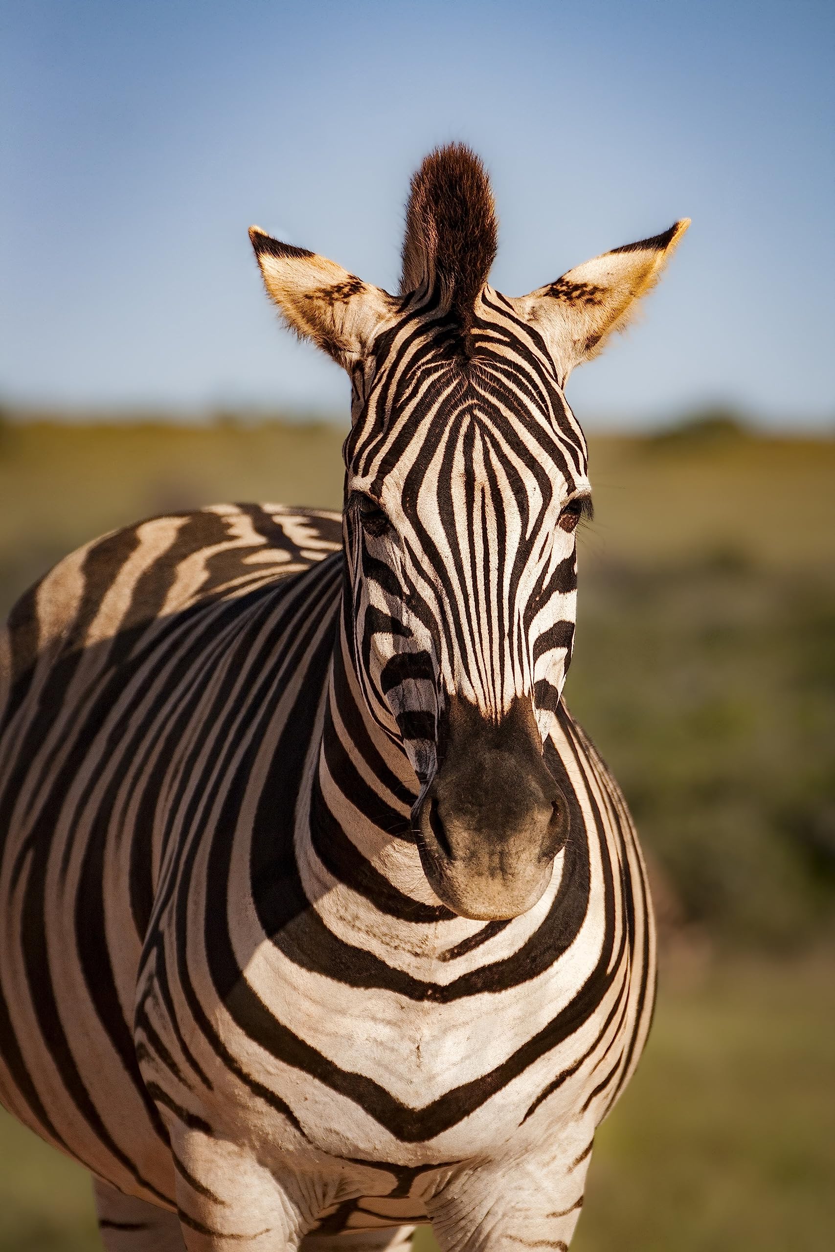 Puzzle in legno zebra da 2000 pezzi, regalo per amicizia, tempo libero, intrattenimento, decorazione per feste, 14 anni+ anni