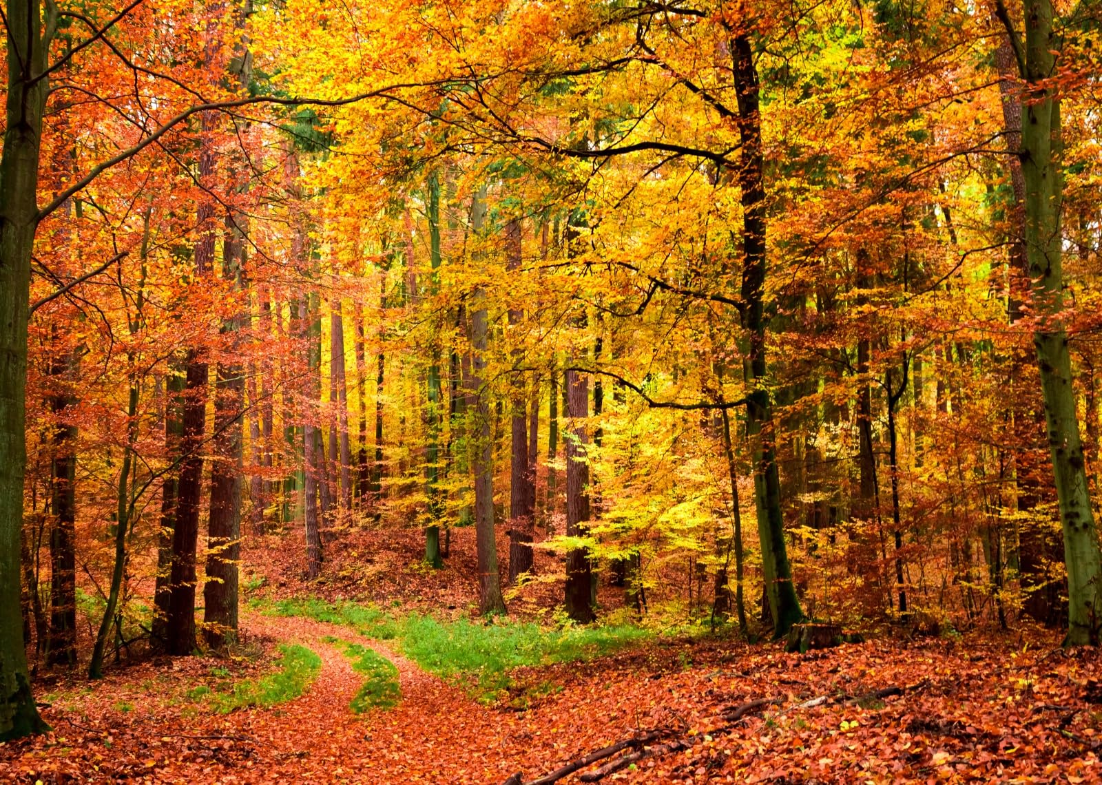 BELECO 4.6x2.5m Telo sfondo bosco autunnale | Splendida foresta foglie cadute paesaggio autunnale sfondo attività esterne decorazione ringraziamento foto