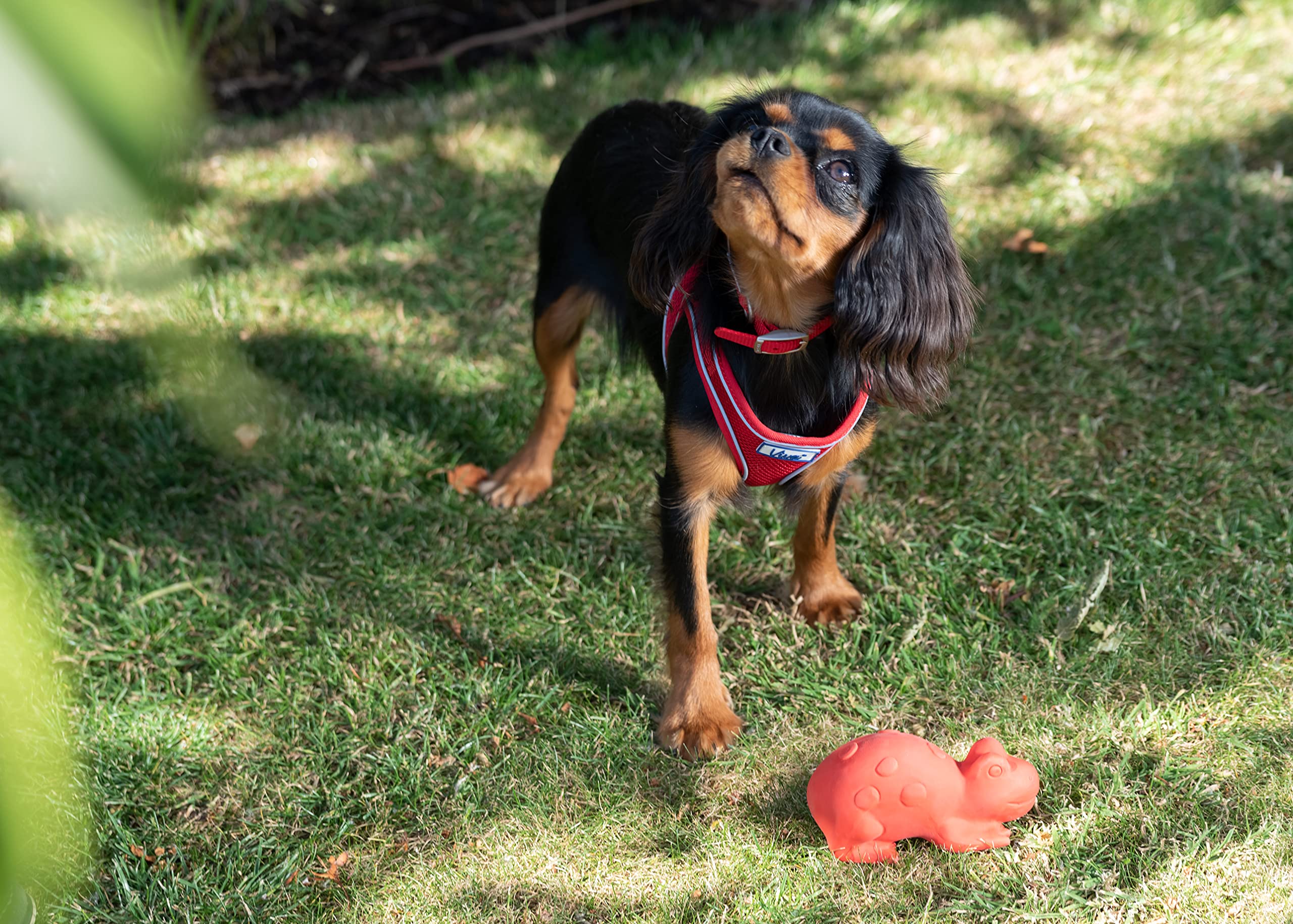 Ancol Heritage Nylon Halsband Für Hunde - Weich, Wasserfest & Verstellbar - In Verschiedenen Farben Und Größen