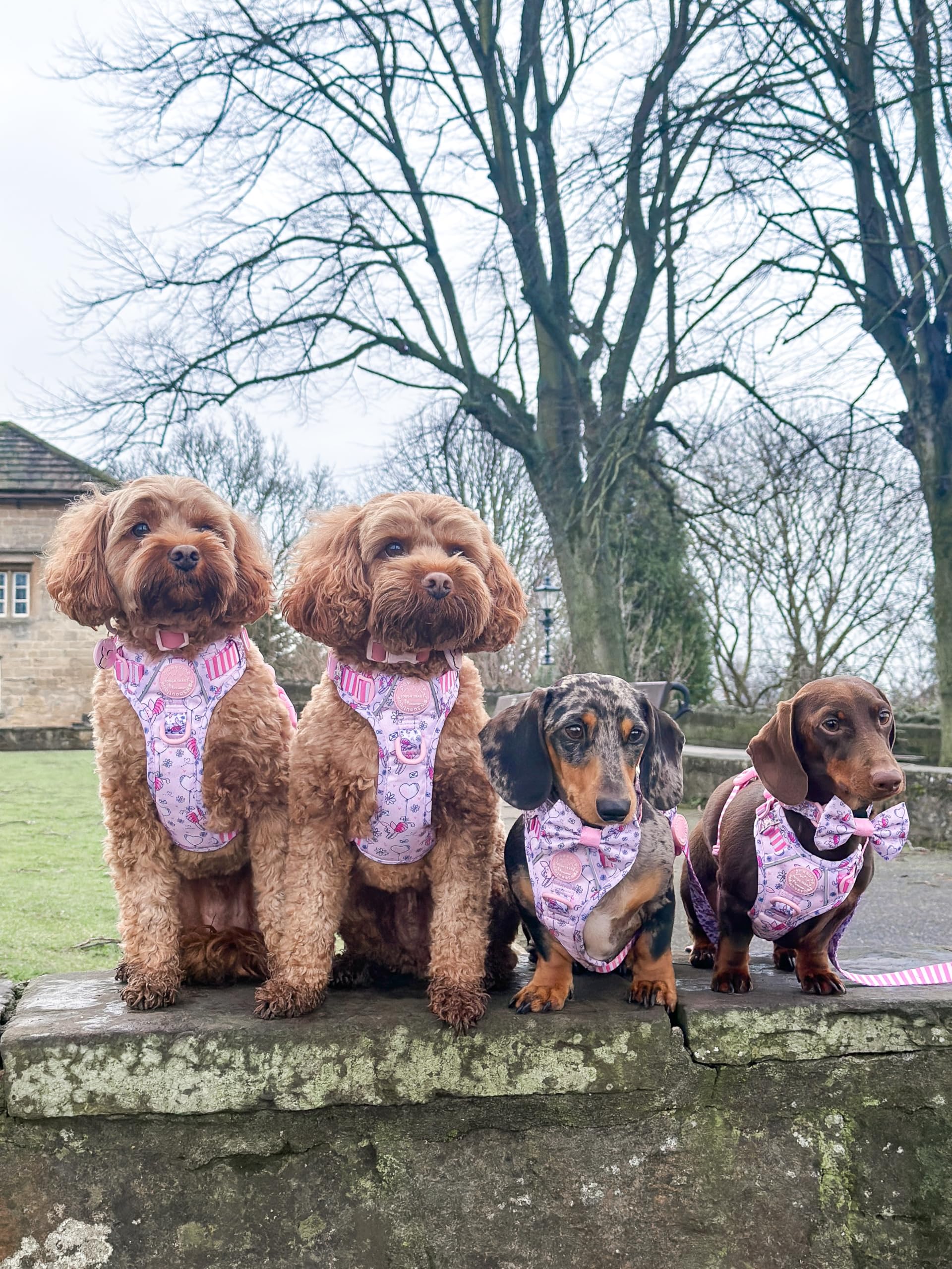 Pawsome Paws Boutique Ferkel Hundegeschirr, robust, verstellbar, Disney-Design, kein Ziehen, mit reflektierendem Rand und Stabiler Schnalle