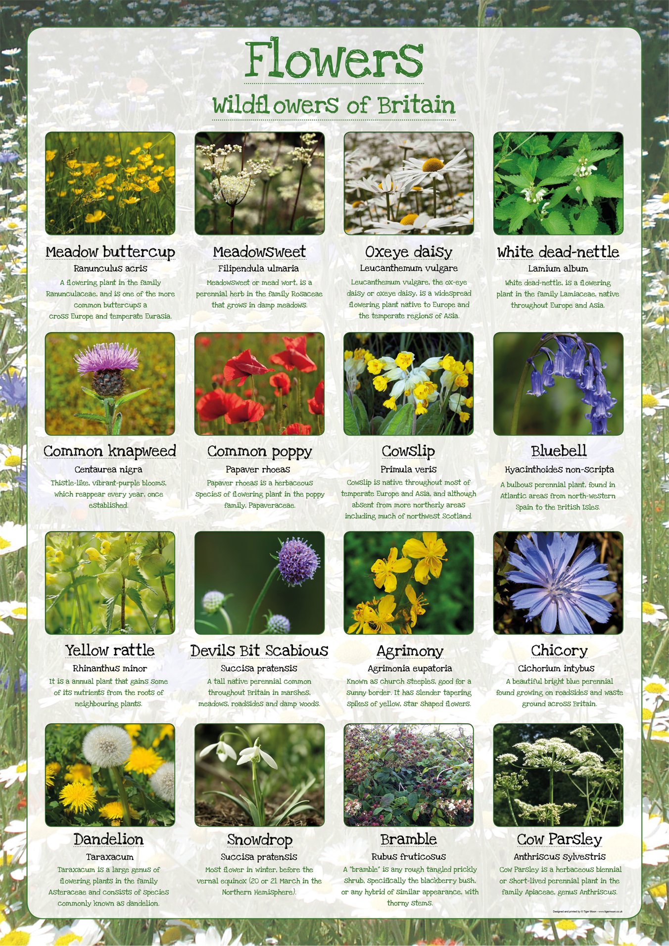 Wildflowers of Britain - Paper Laminated Poster (A2)