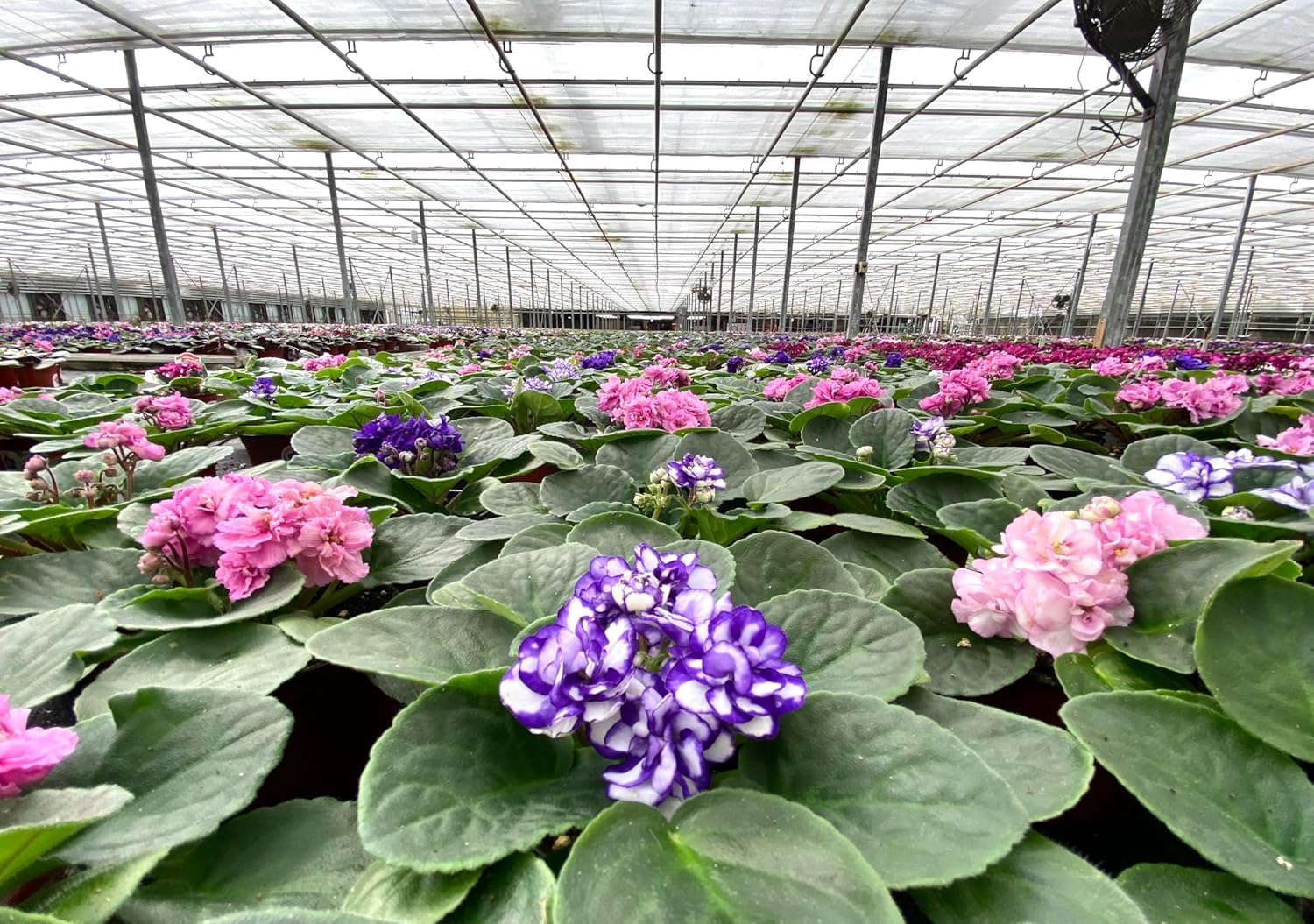 Optimara African Violet Variety Pack (2 Plants) 4" Pots, Grower's-Choice Assorted Varieties