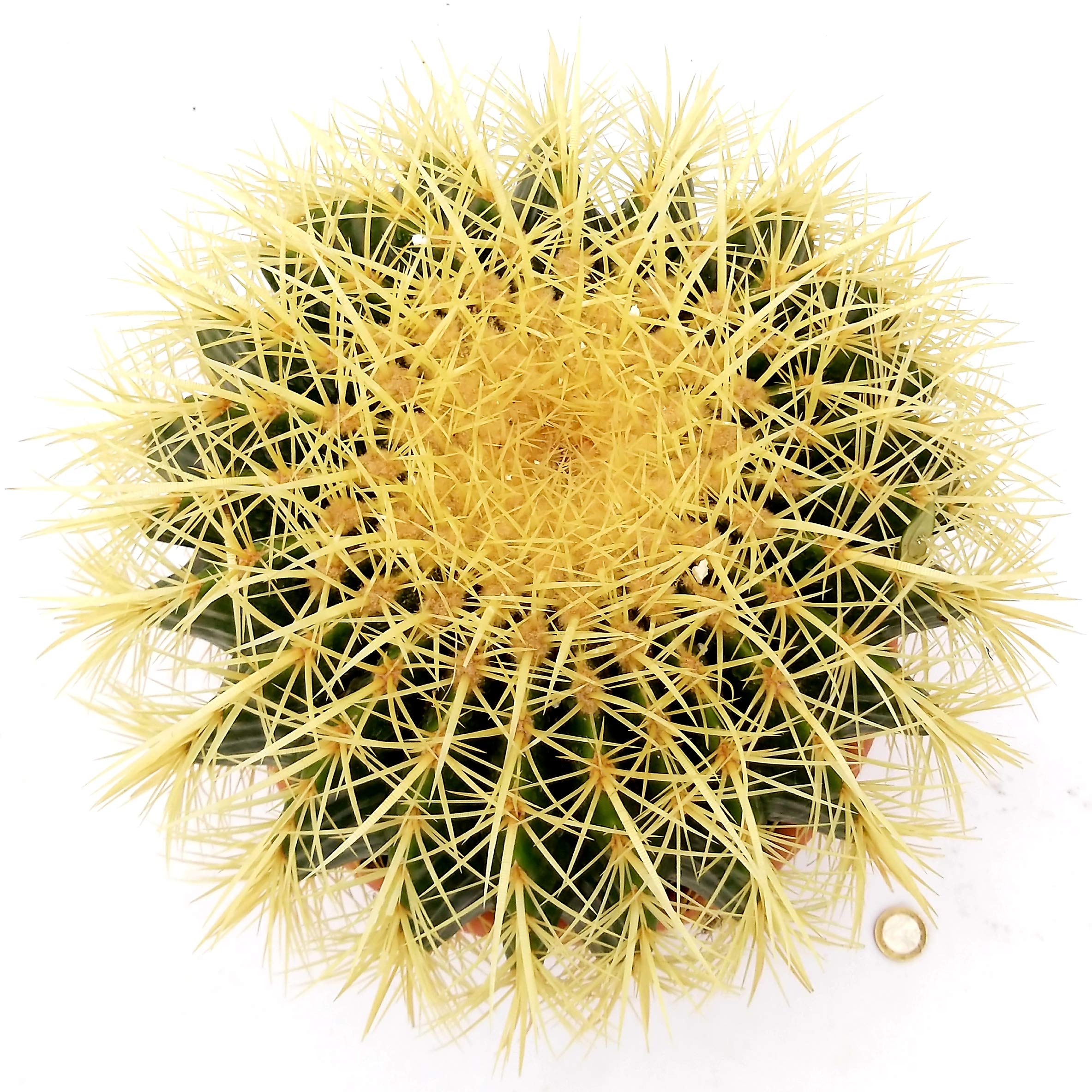 POWERS TO FLOWERS - ECHINOCACTUS GRUSONII XXL, CIOTOLA 26cm, cuscino della suocera, pianta vera