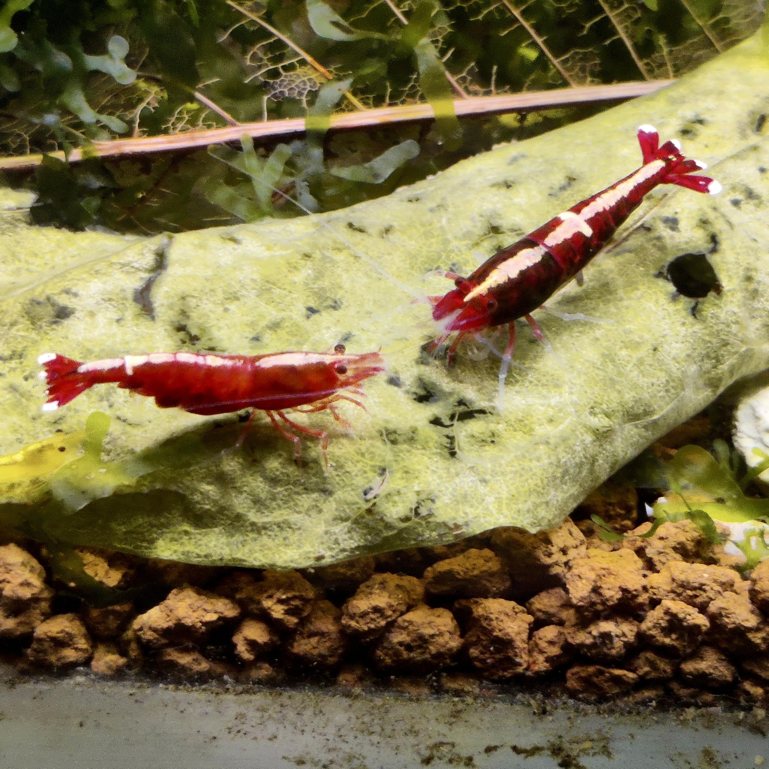 Garnelenglück - Red Pinto Garnelenmix - verschiedene Zeichnungen - 5 Stück