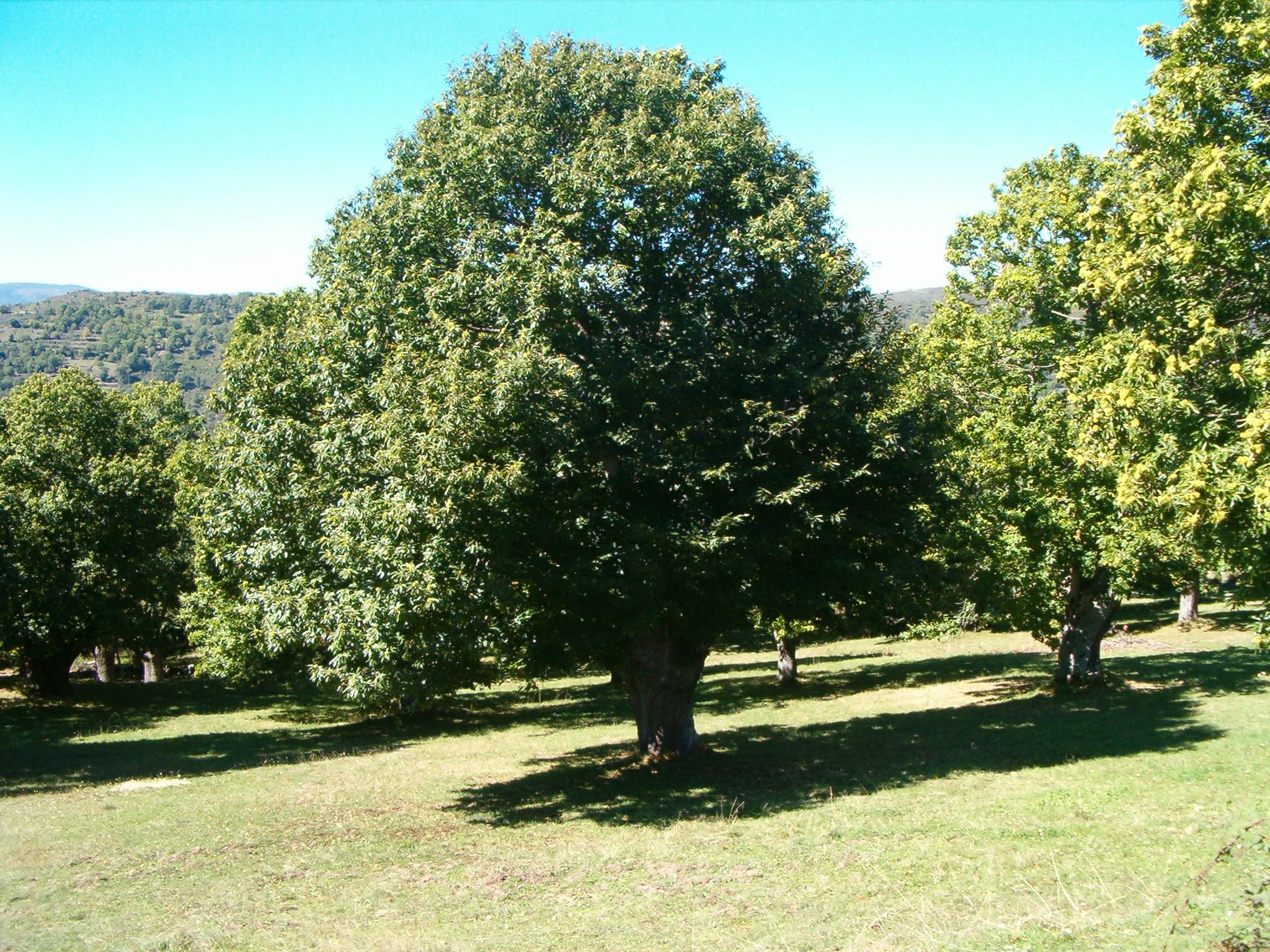 HIFAS- Árbol Frutal castaño. Pack de 4 árboles. Produce castañas grandes y setas (Boletus edulis). Altura 1-1,20m. Macetas de 3,5 litros. Variedad Bouche de betizac, injertado sobre castaño híbrido.