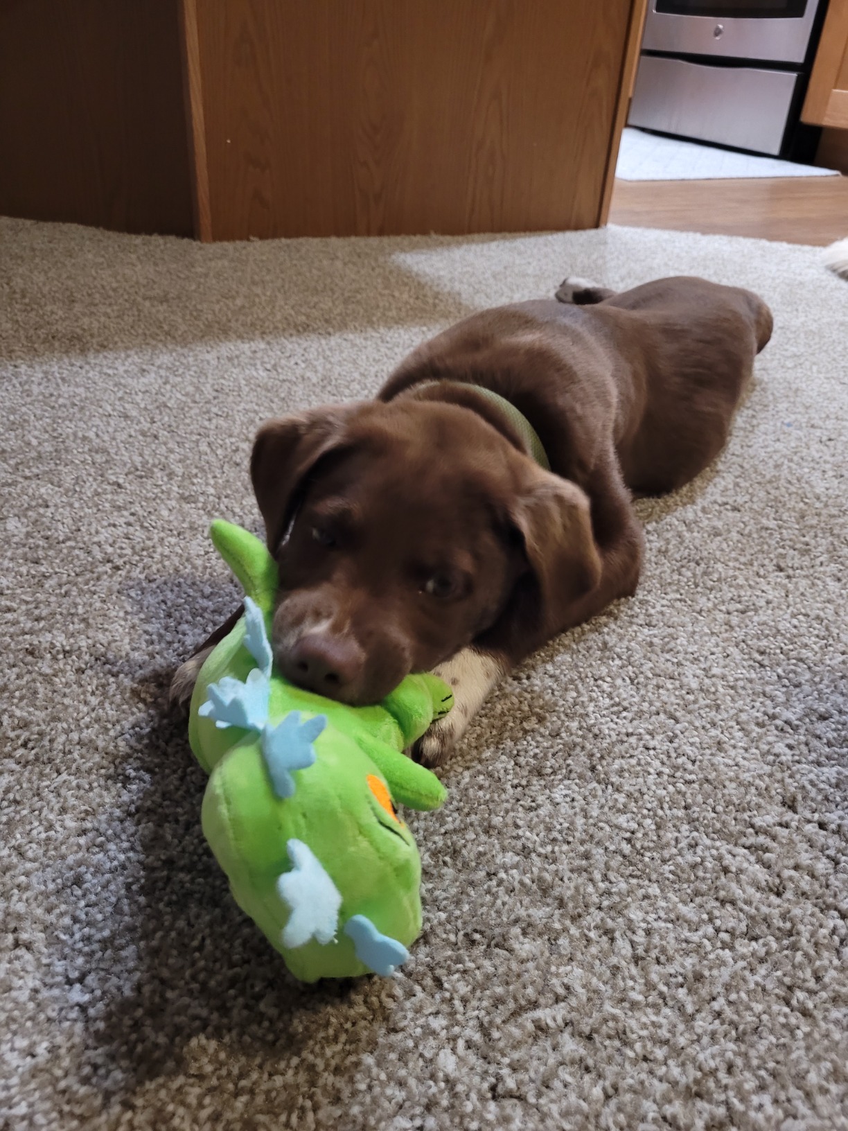 1/mo Finance Nickelodeon Rugrats Figure Plush Dog Toy Nickelodeon