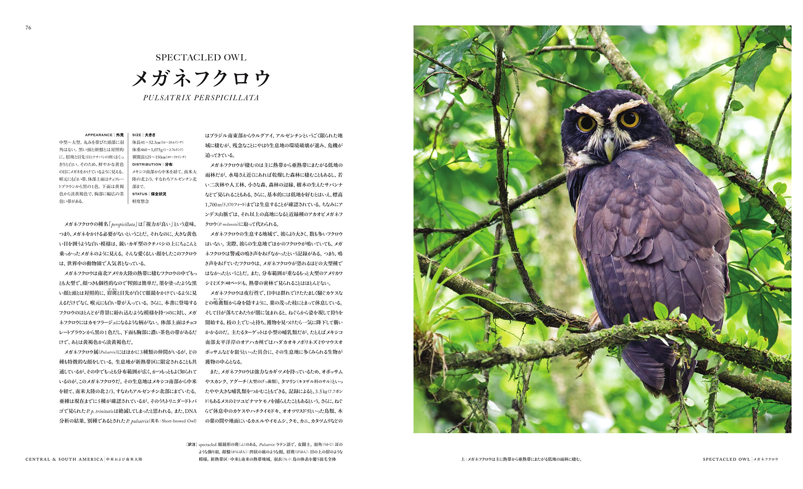 Amazon Co Jp 世界で一番美しいフクロウの図鑑 マイク アンウィン デヴィッド ティプリング 五十嵐 友子 Japanese Books Amazon Co Jp 世界で一番美しいフクロウの図鑑 マイク アンウィン デヴィッド ティプリング 五十嵐 友子 Japanese Books