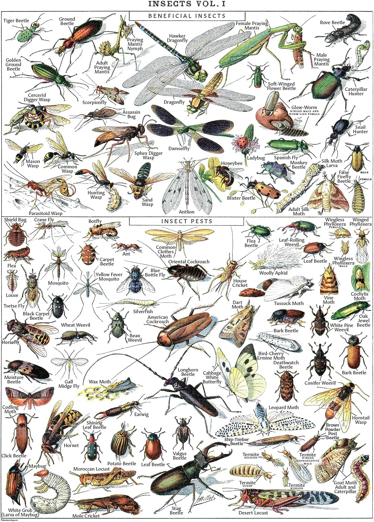 Vintage Insect Poster Print - Entomology Identification Reference Chart Volume 1 (LAMINATED, 18" x 24")