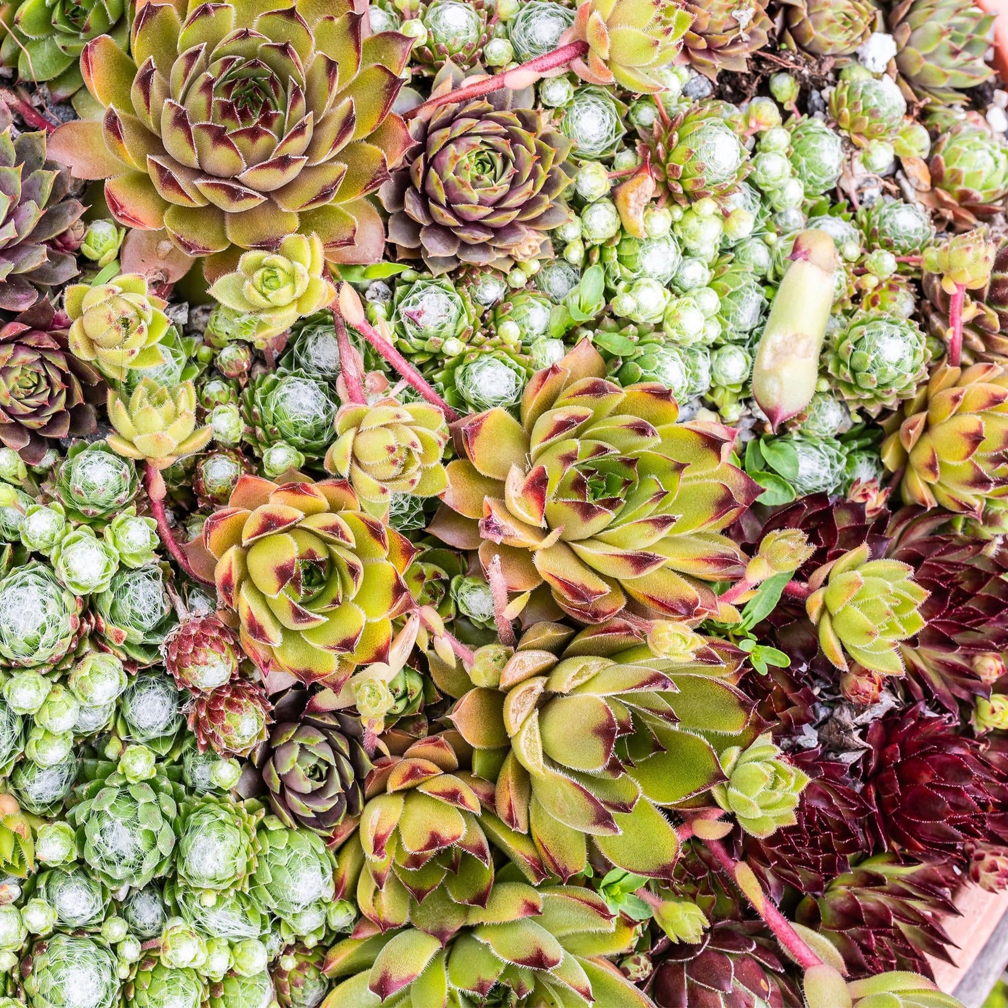 Sempervivum Big Sam – 4 piante – Resistente – Colori assortiti – Facile da pulire – Sempervivum Big Sam – Piante – Ø 14 cm H 17 cm