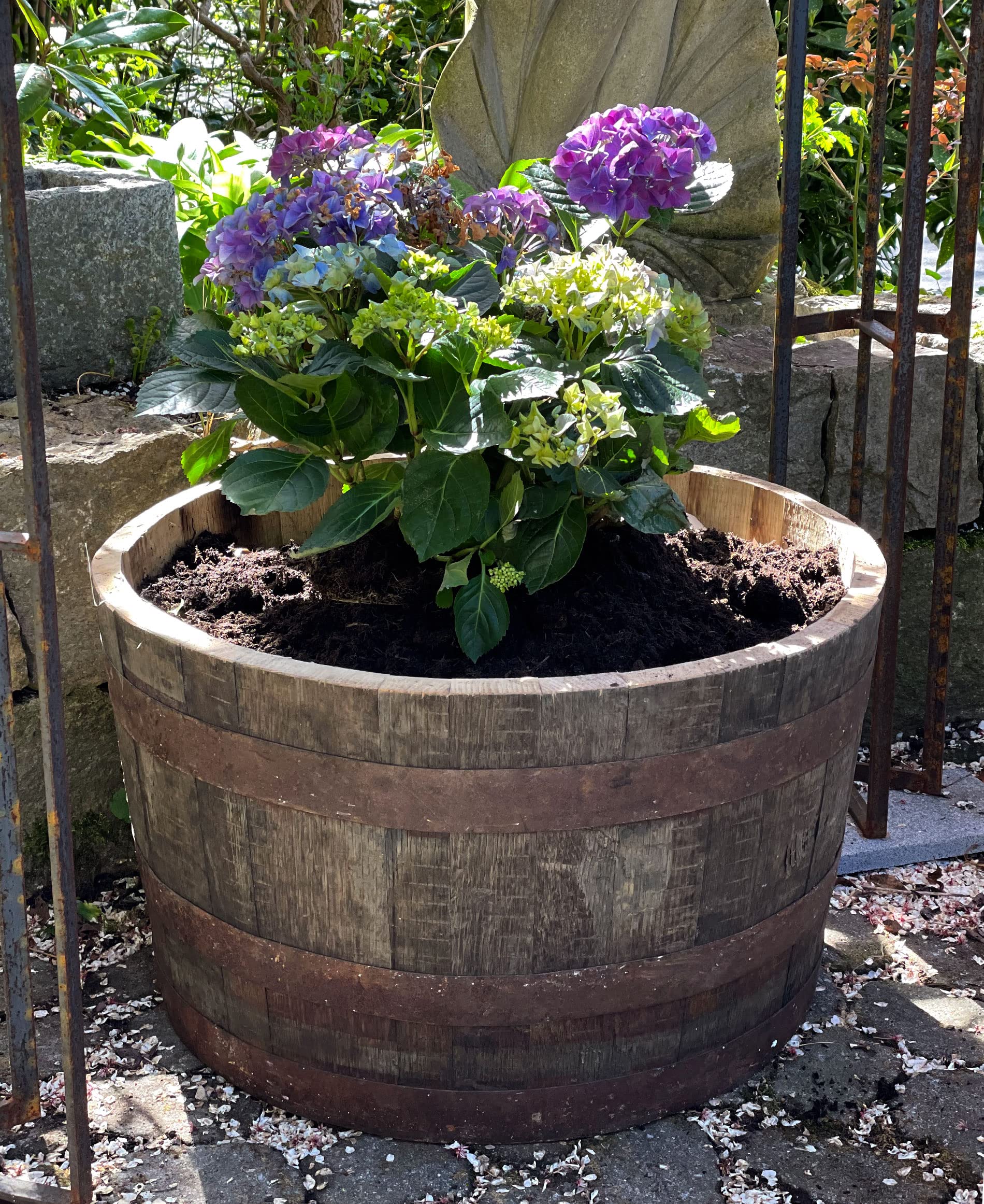Temesso Demi-tonneau, Pot de Fleur Original d'un Baril à Whisky (Nature sans Extras)
